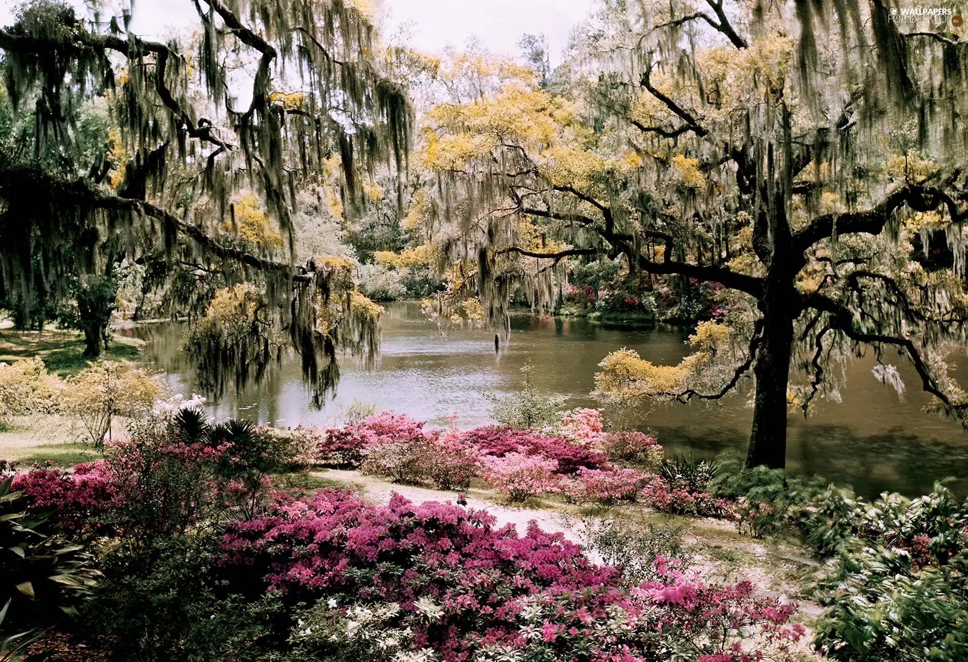 River, viewes, Flowers, trees