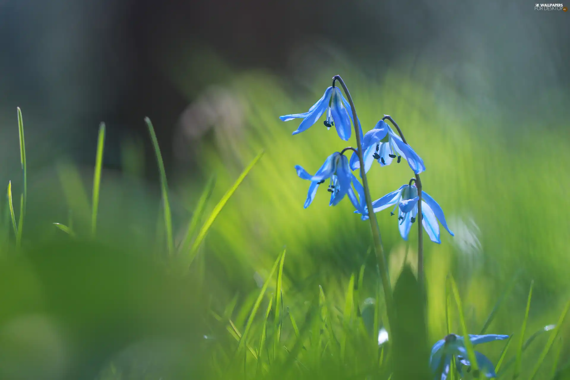 Siberian squill, Blue, Flowers