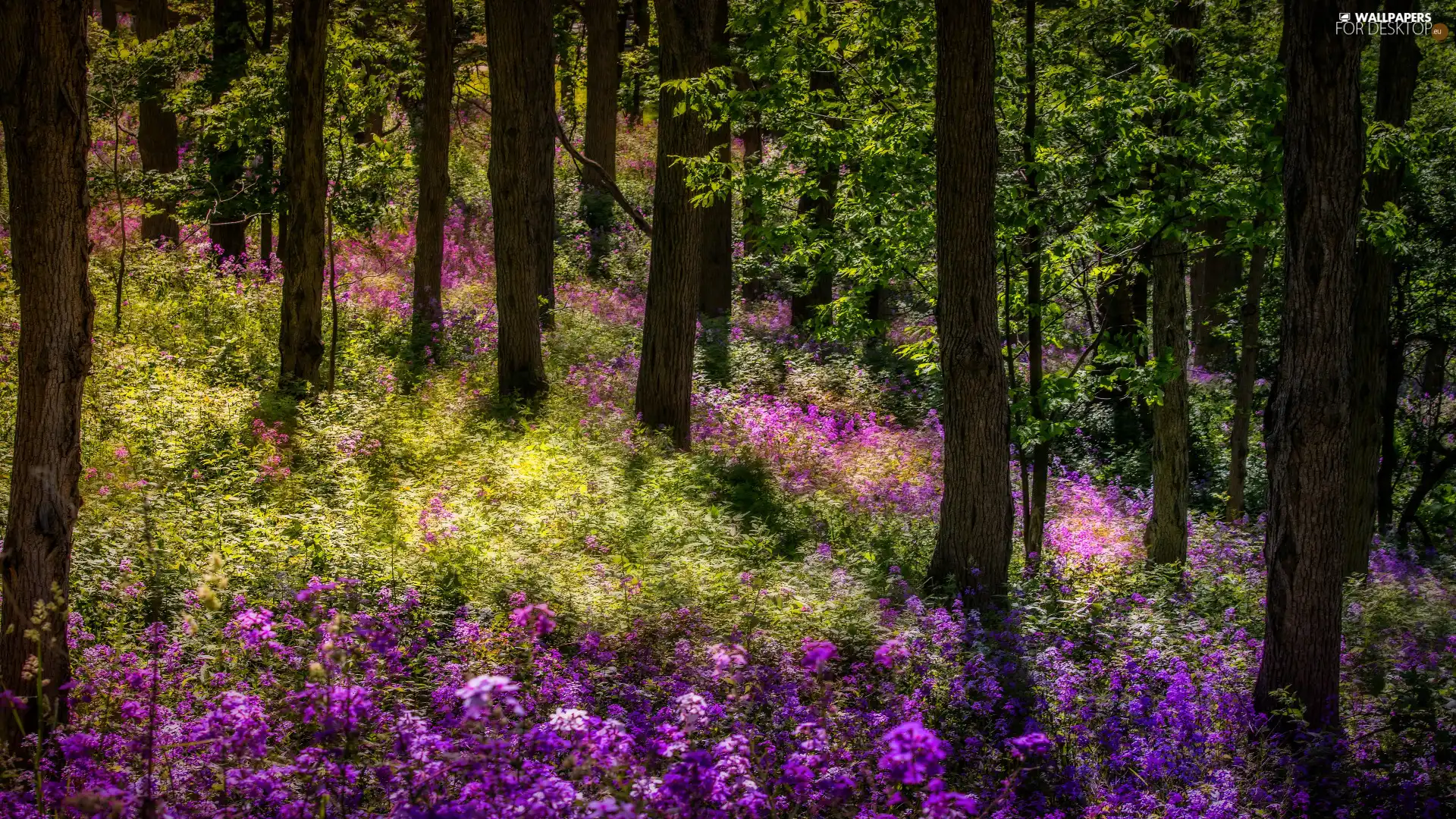 viewes, Flowers, summer, trees, forest