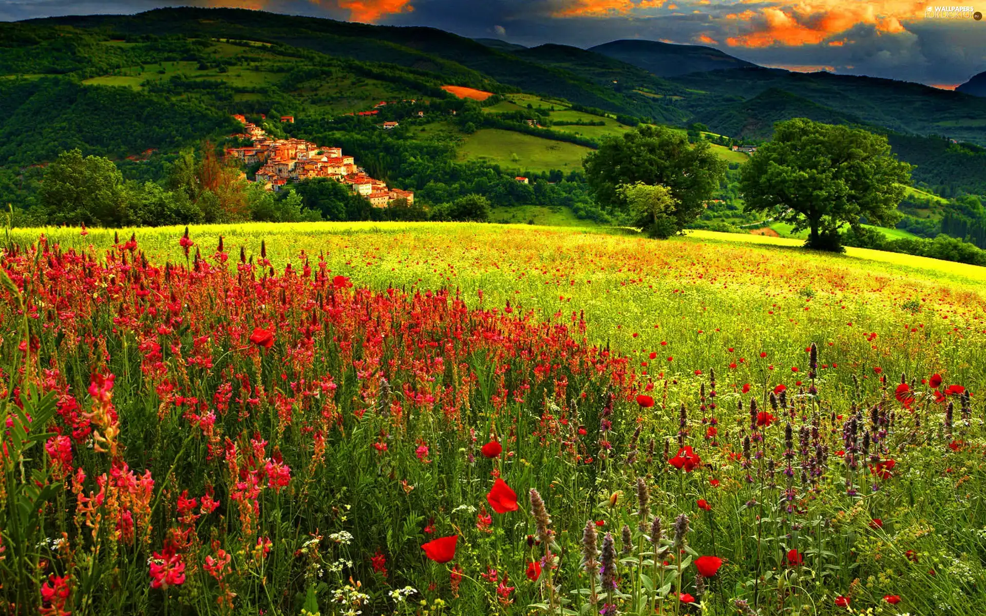 Flowers, summer, Meadow, color, Mountains