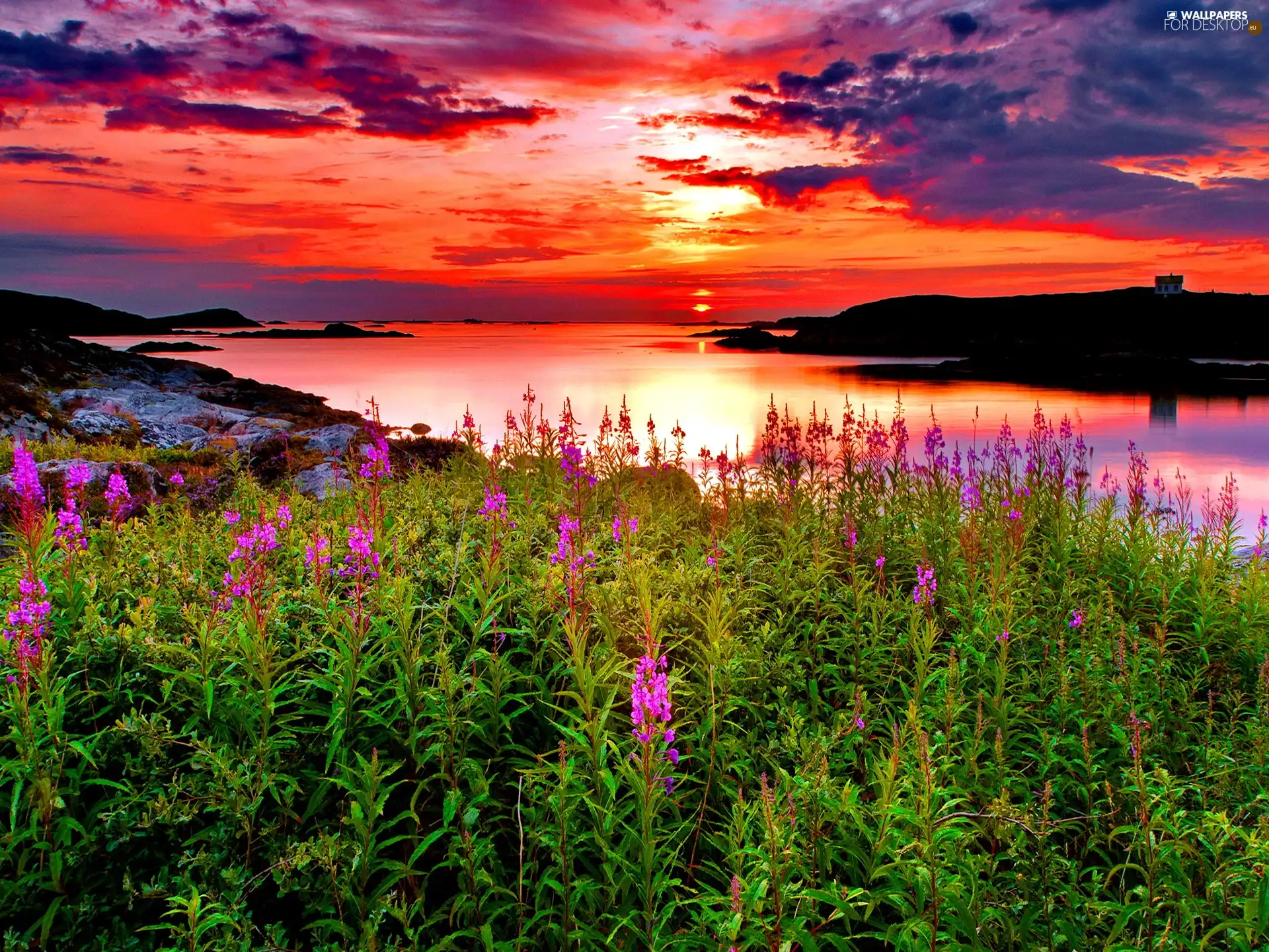 Great Sunsets, Meadow, Flowers, lake