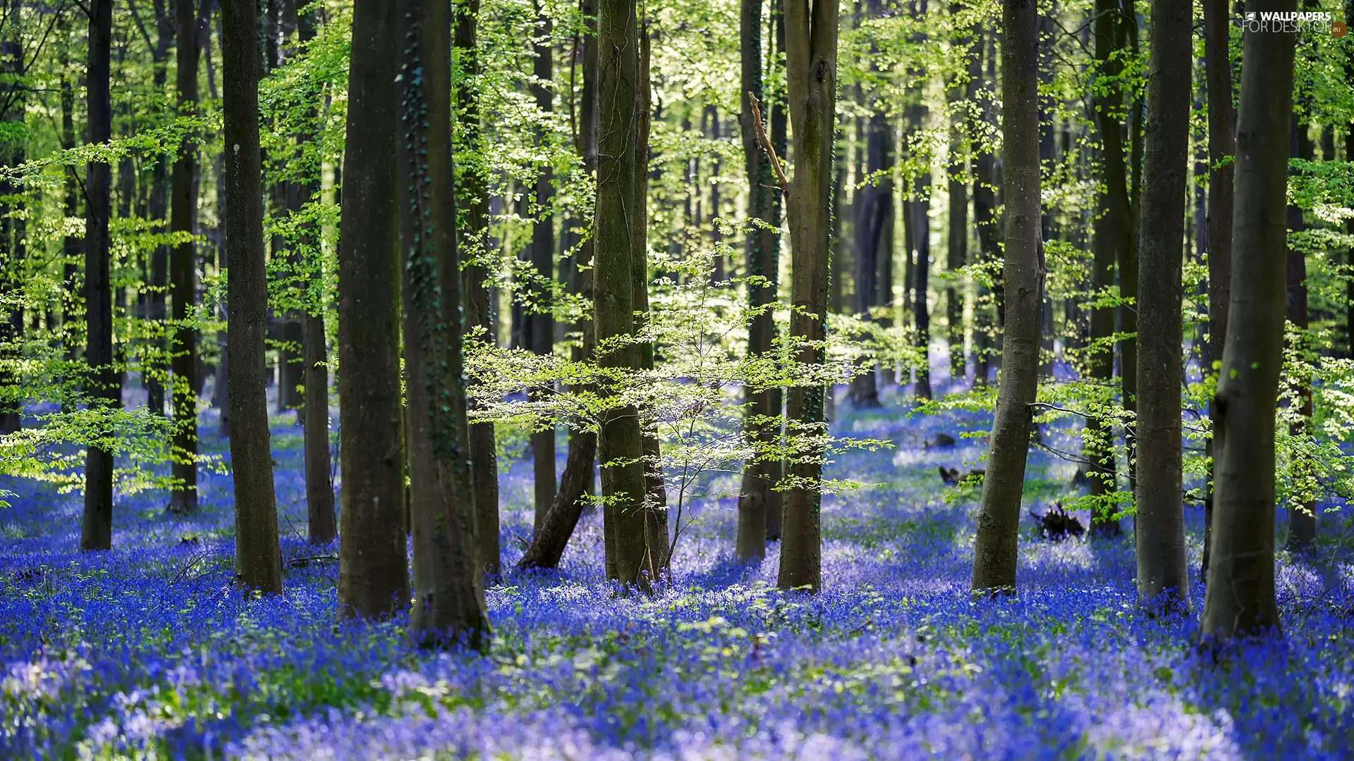 viewes, forest, Blue, Flowers, Spring, trees