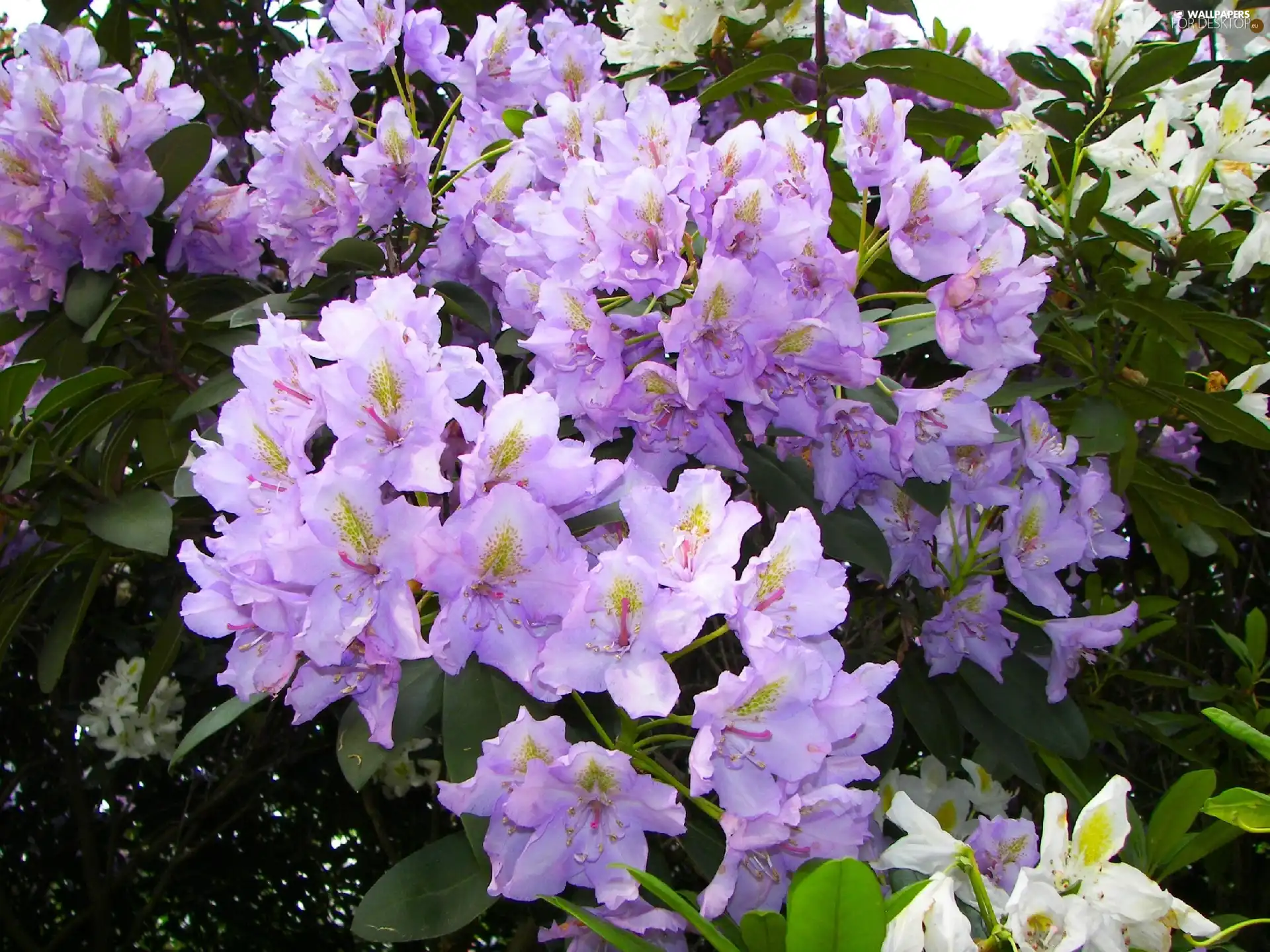 Flowers, purple, White