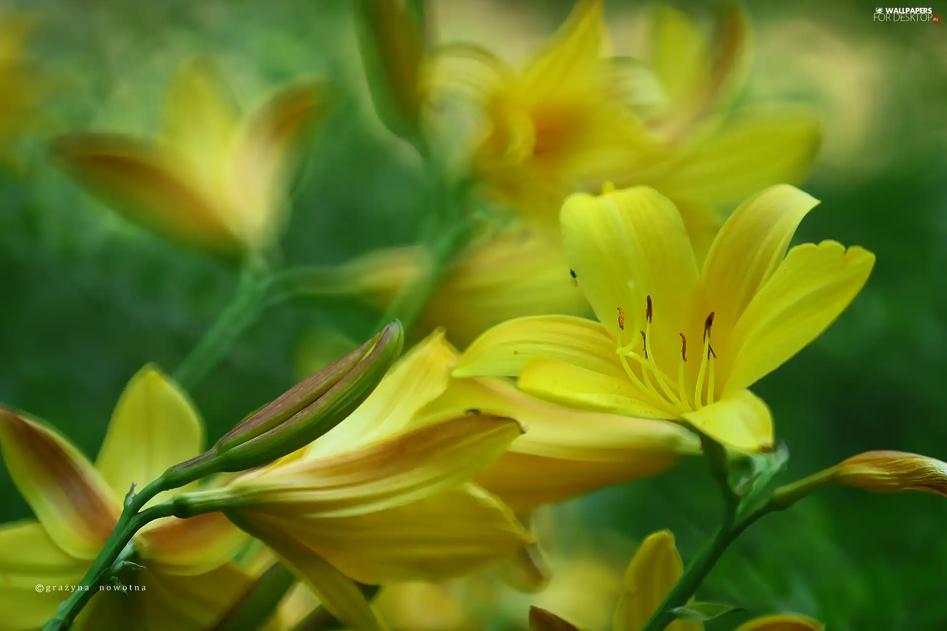 Flowers, Daylilies, Yellow