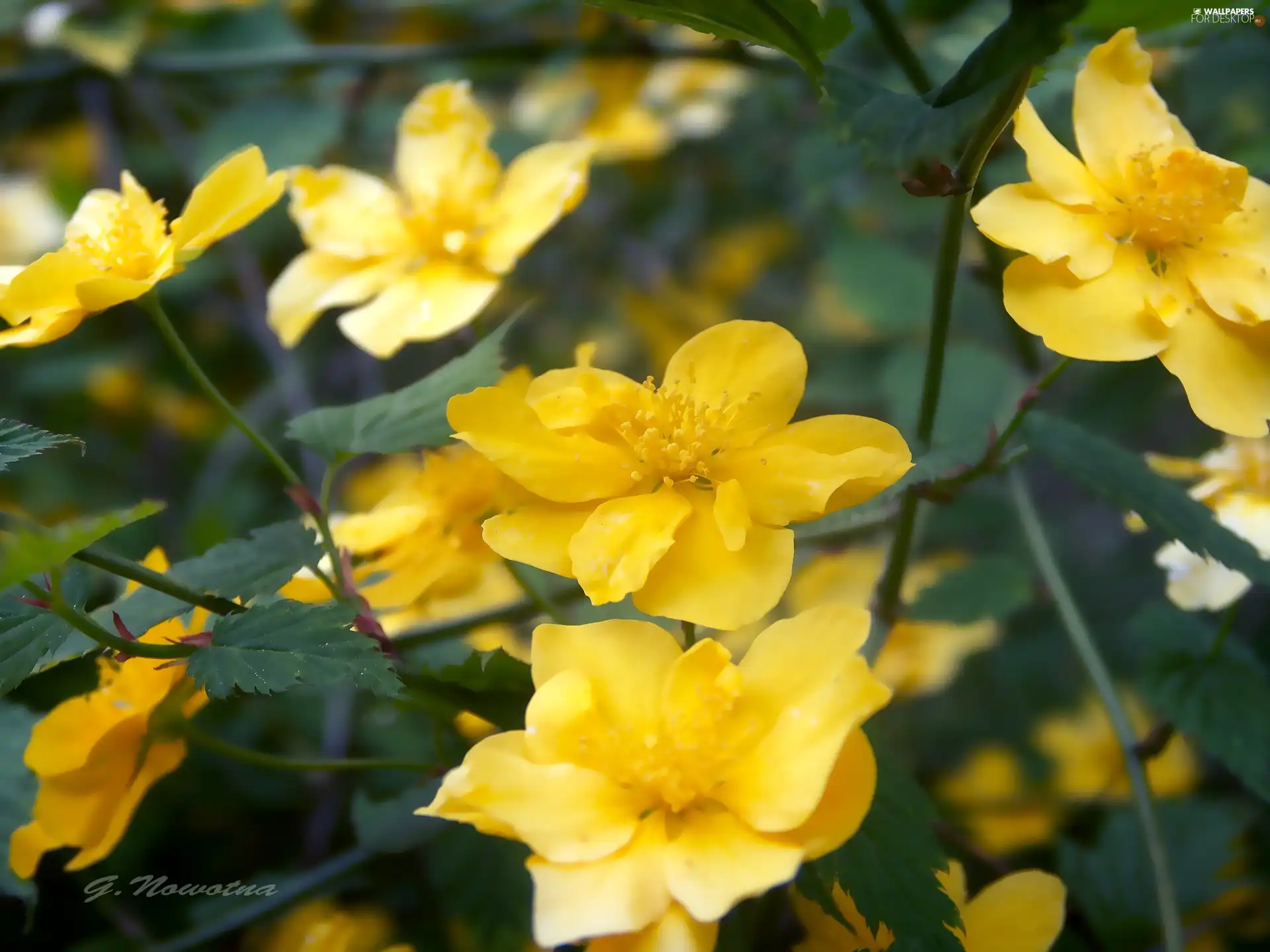 Yellow, Flowers