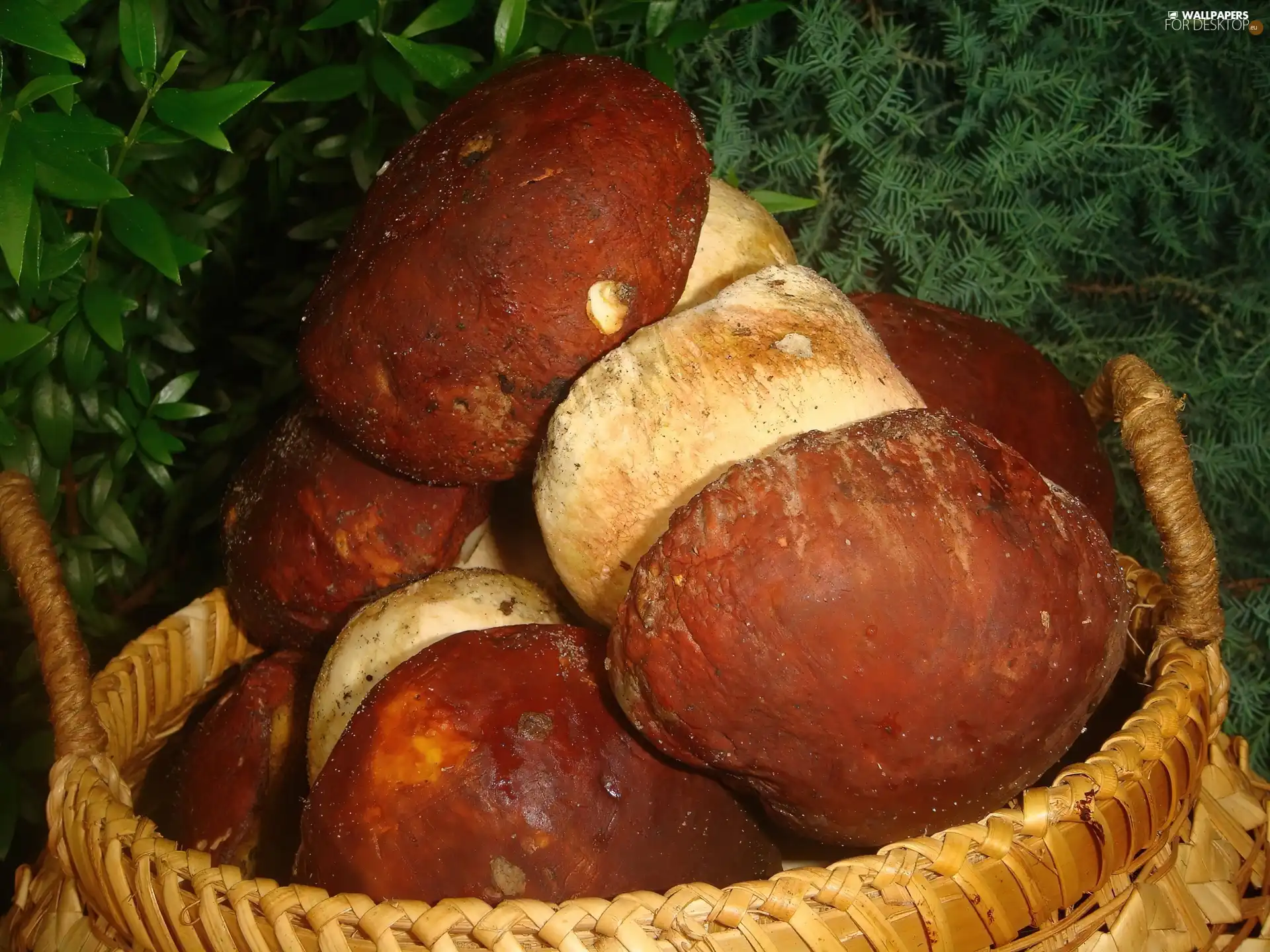 basket, boletus, forest, mushrooms