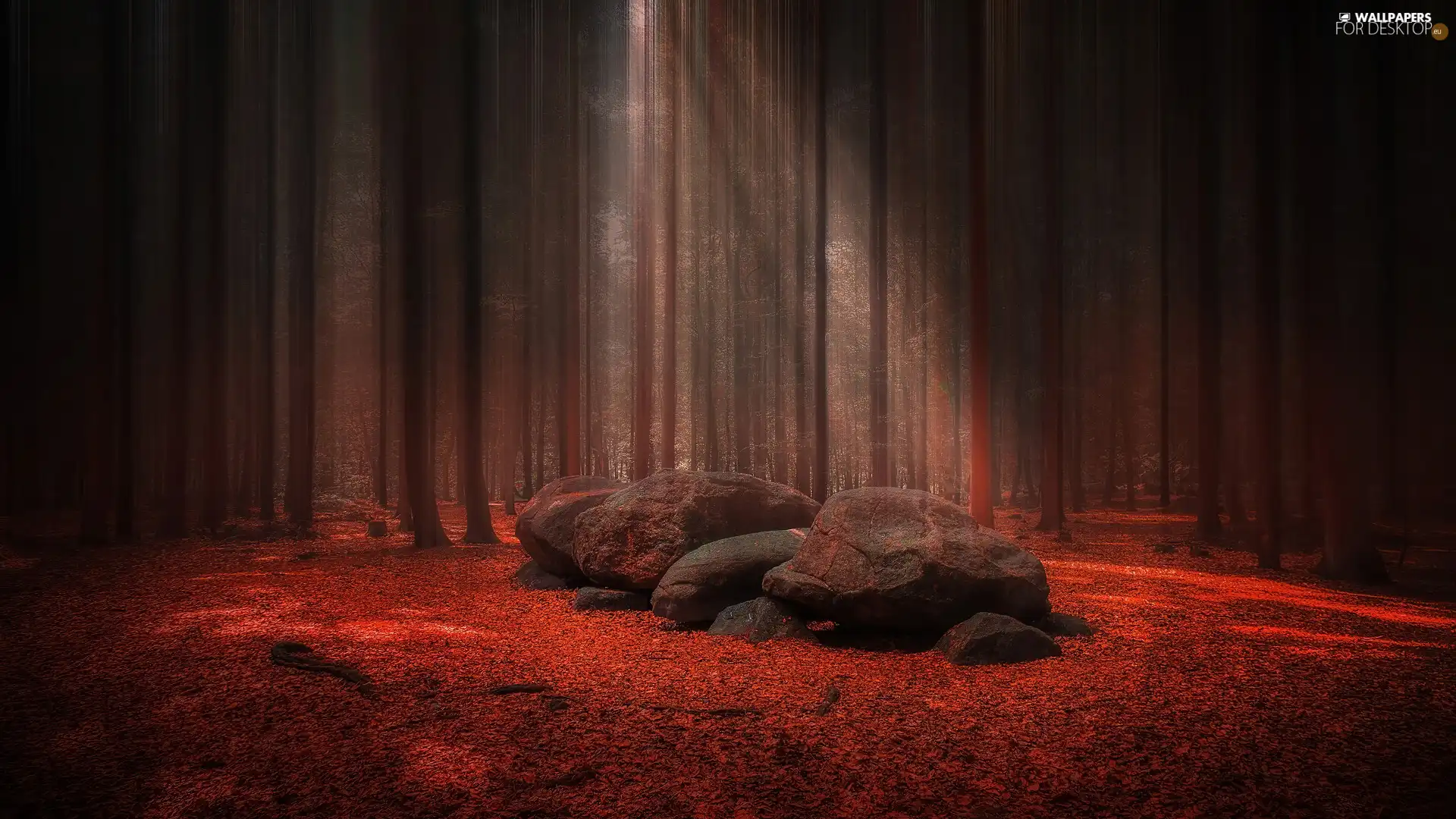 Leaf, light breaking through sky, Stones, Red, forest