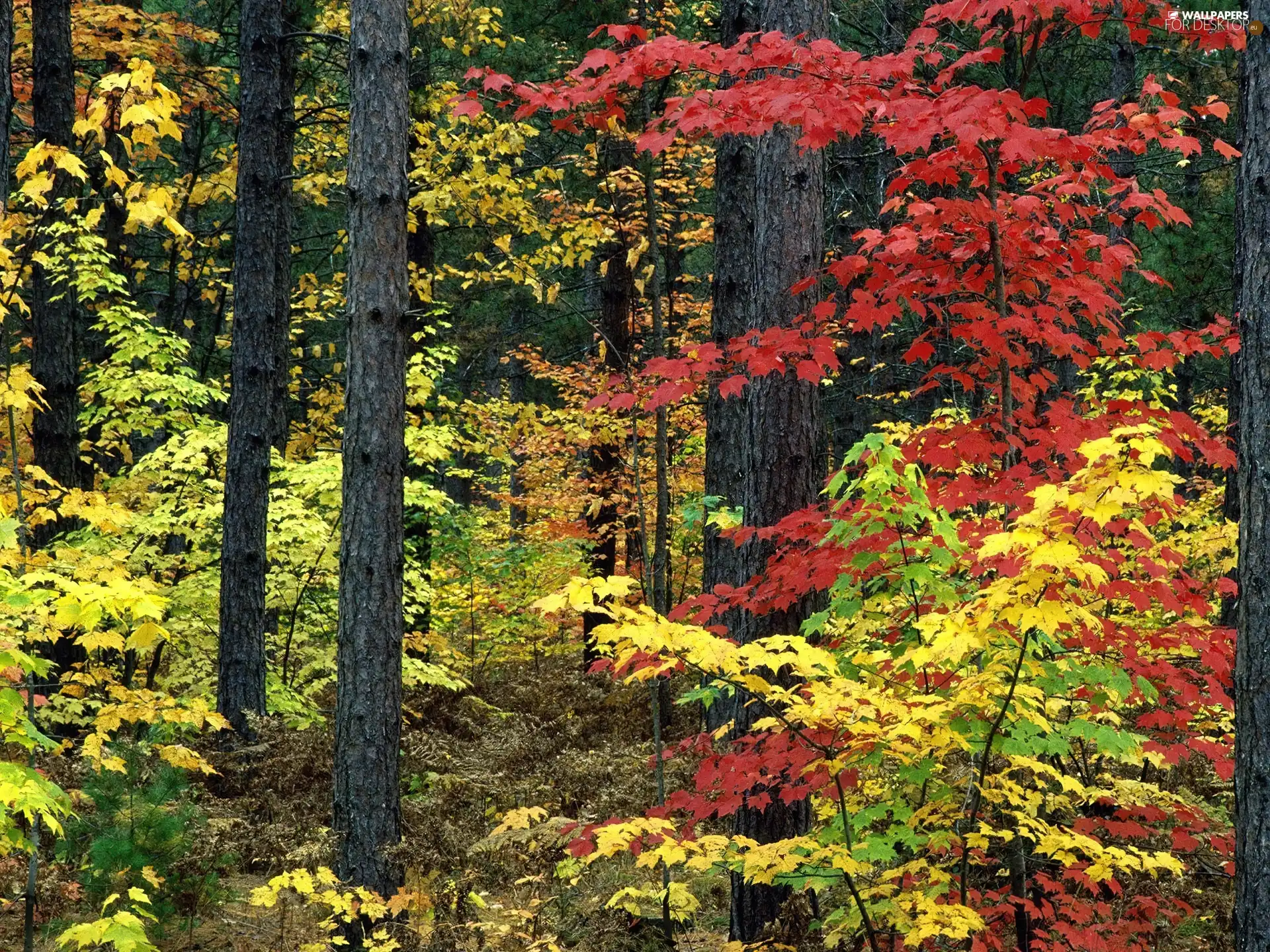 forest, Autumn, Colours