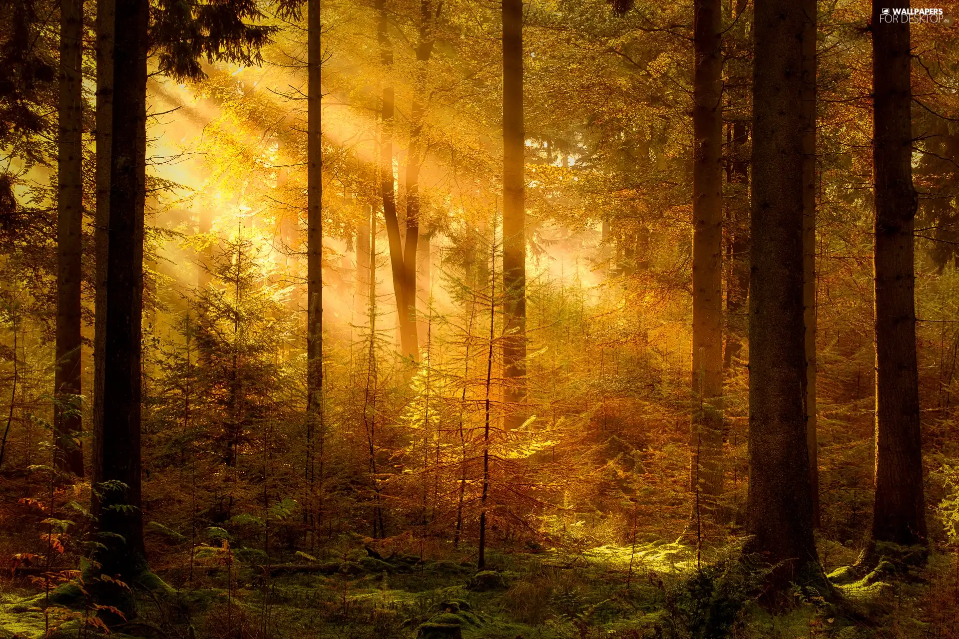 viewes, Plants, light breaking through sky, trees, forest