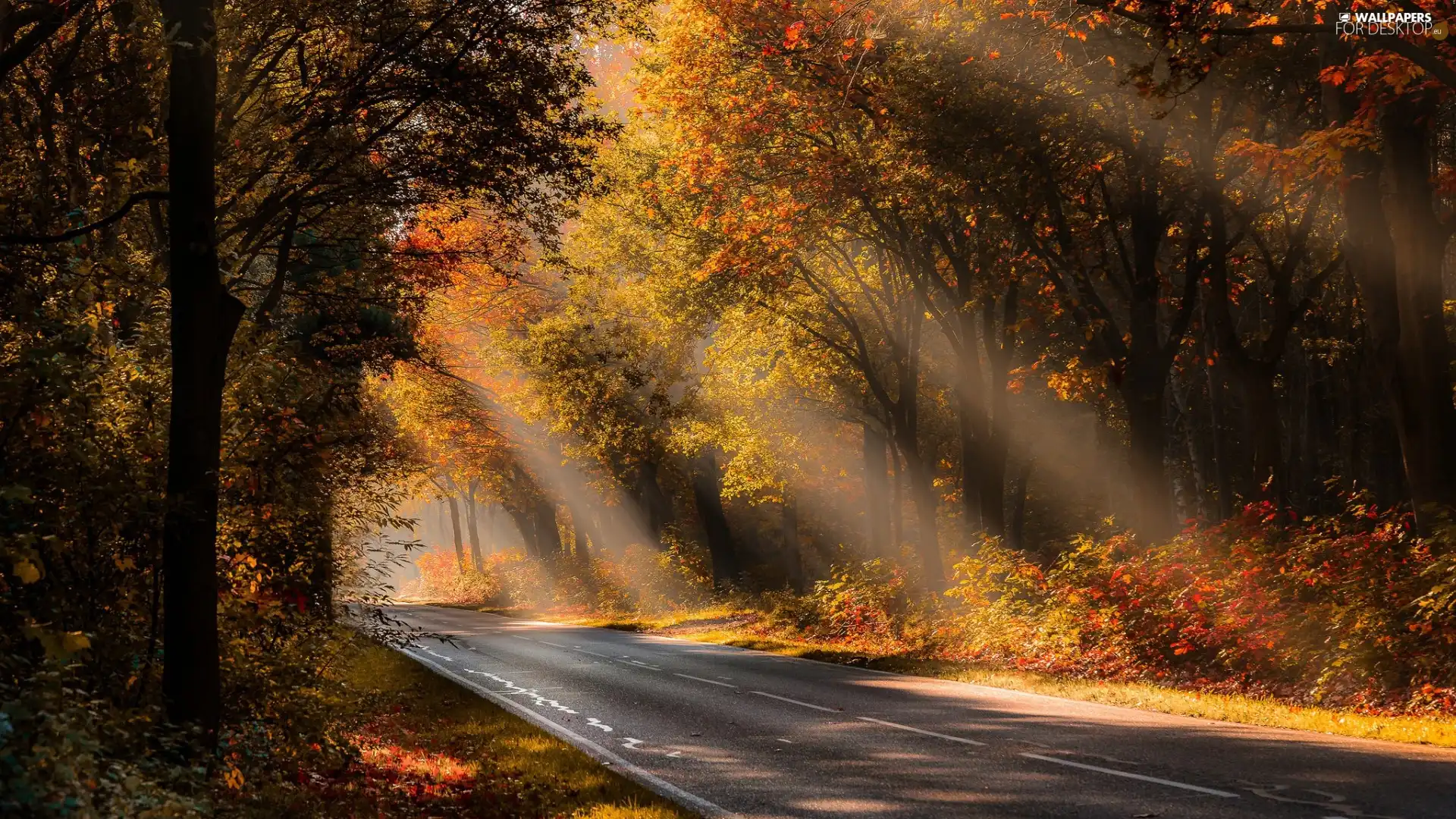 forest, Way, viewes, light breaking through sky, trees, autumn
