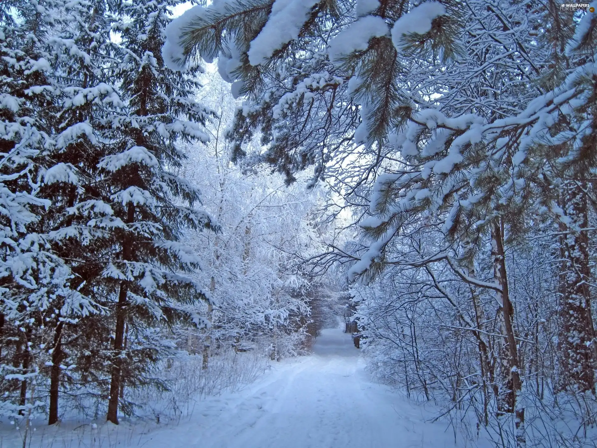forest, winter, snow
