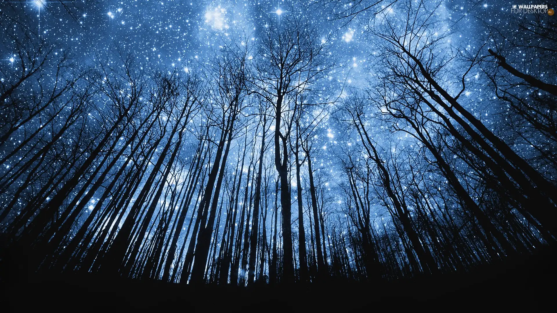 forest, Sky, star