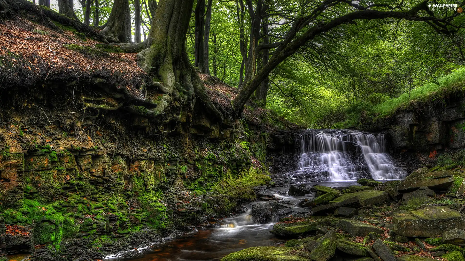 River, mossy, viewes, Stones, trees, waterfall, small, forest