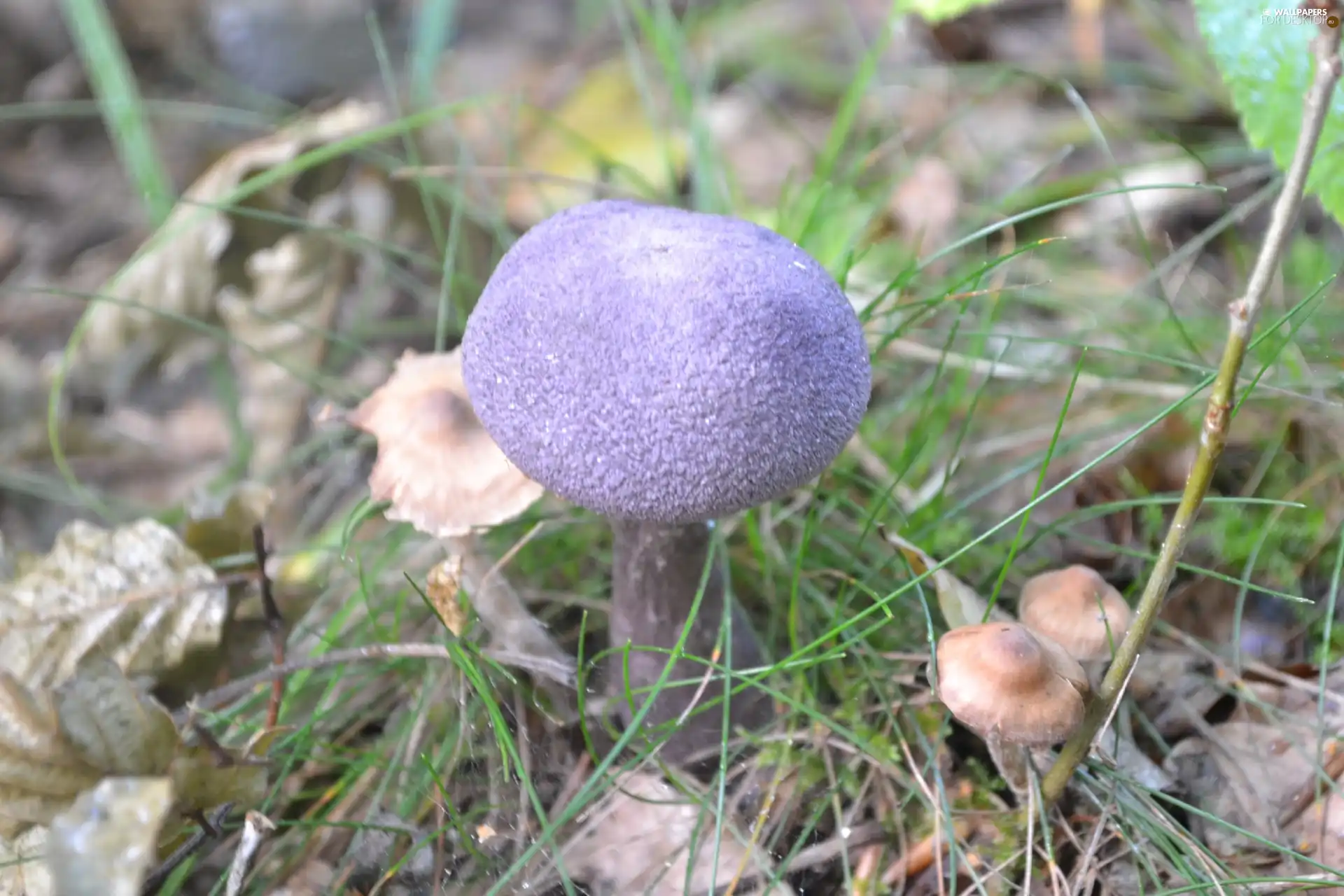blue, fleece, forester, mushroom