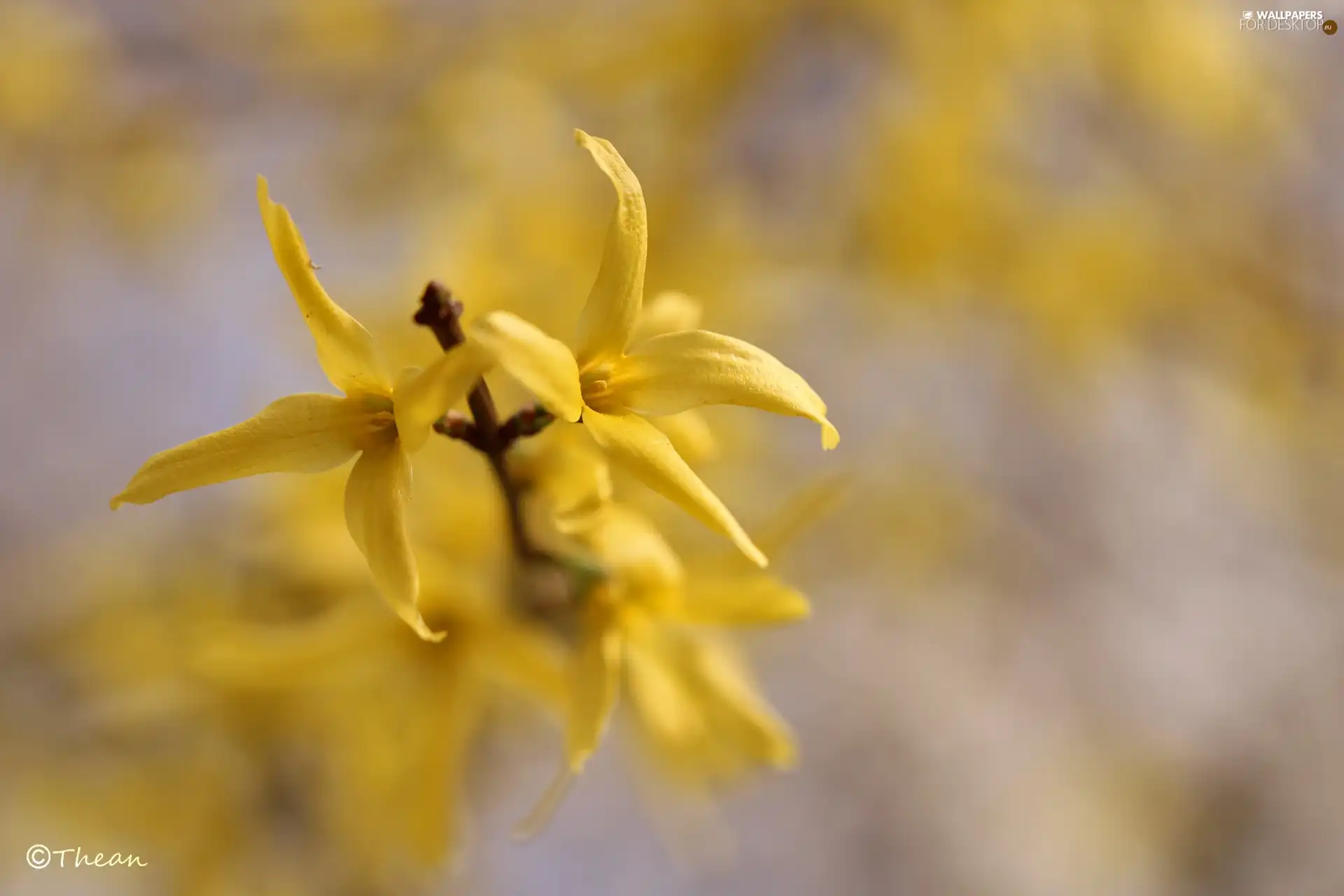 forsythia, Yellow, Flowers