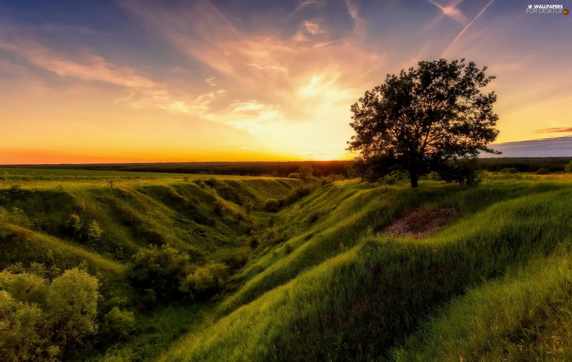 field, fossa, Great Sunsets, trees