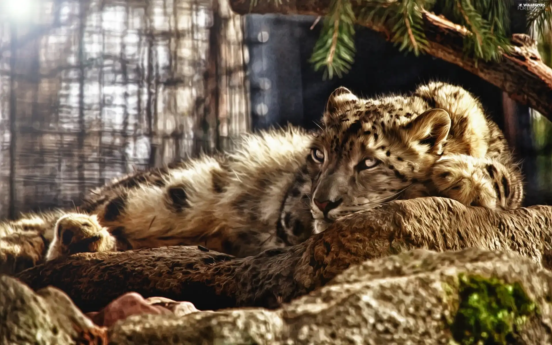 Fractalius, lying, snow leopard
