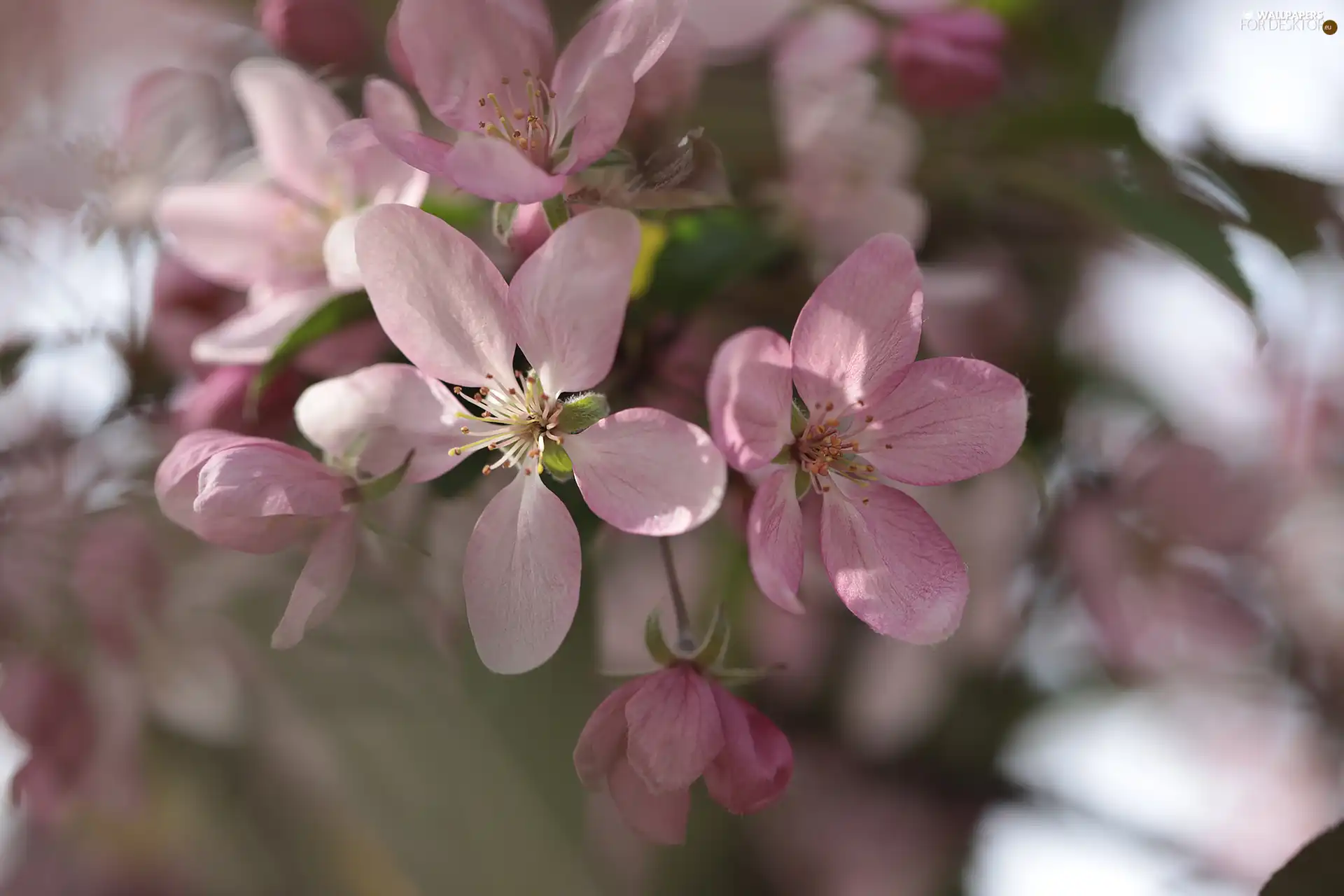 Pink, Fruit Tree, rapprochement, Flowers