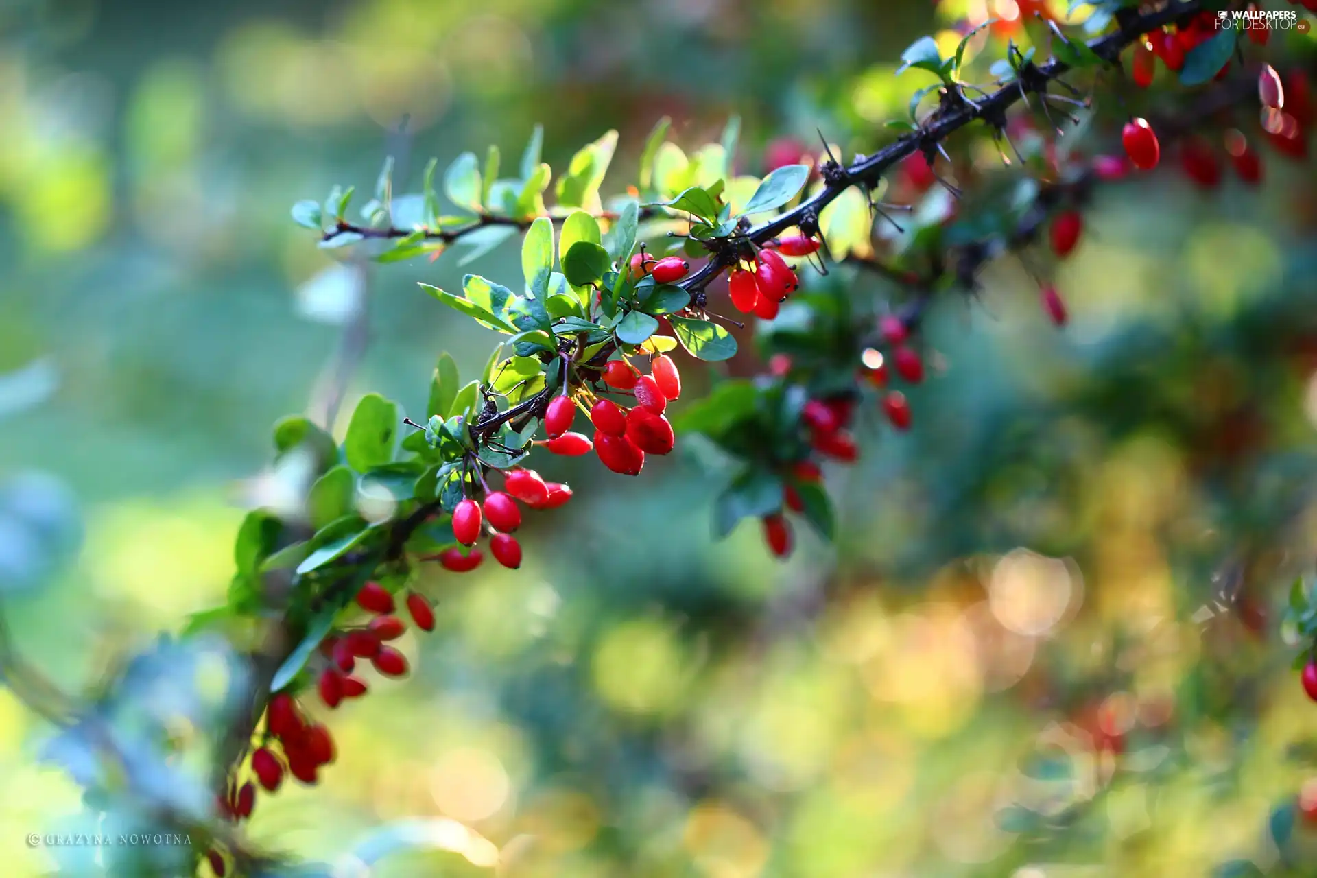 barberry, Red, Fruits, Bush