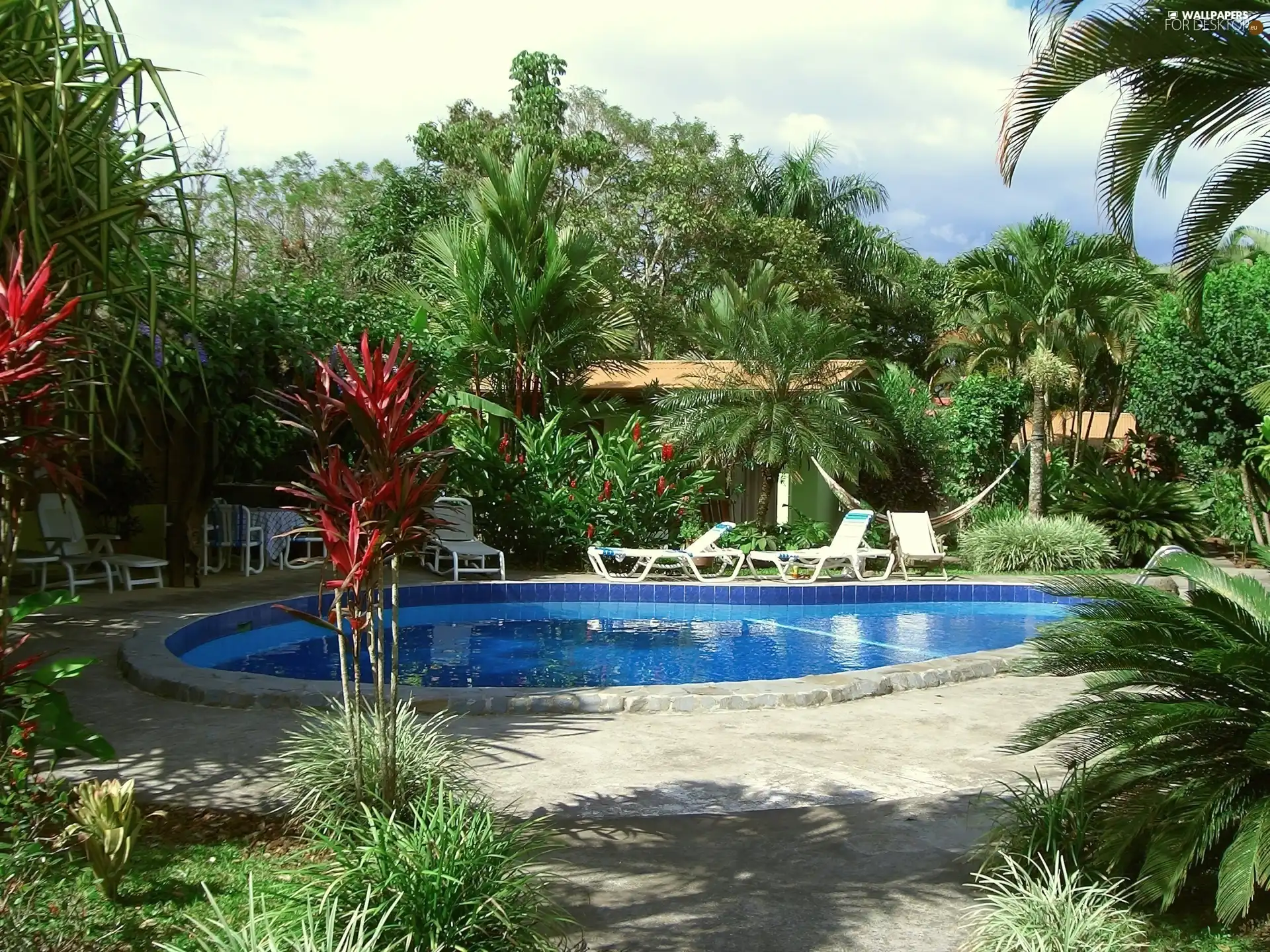 Pool, Palms, Garden, deck chair