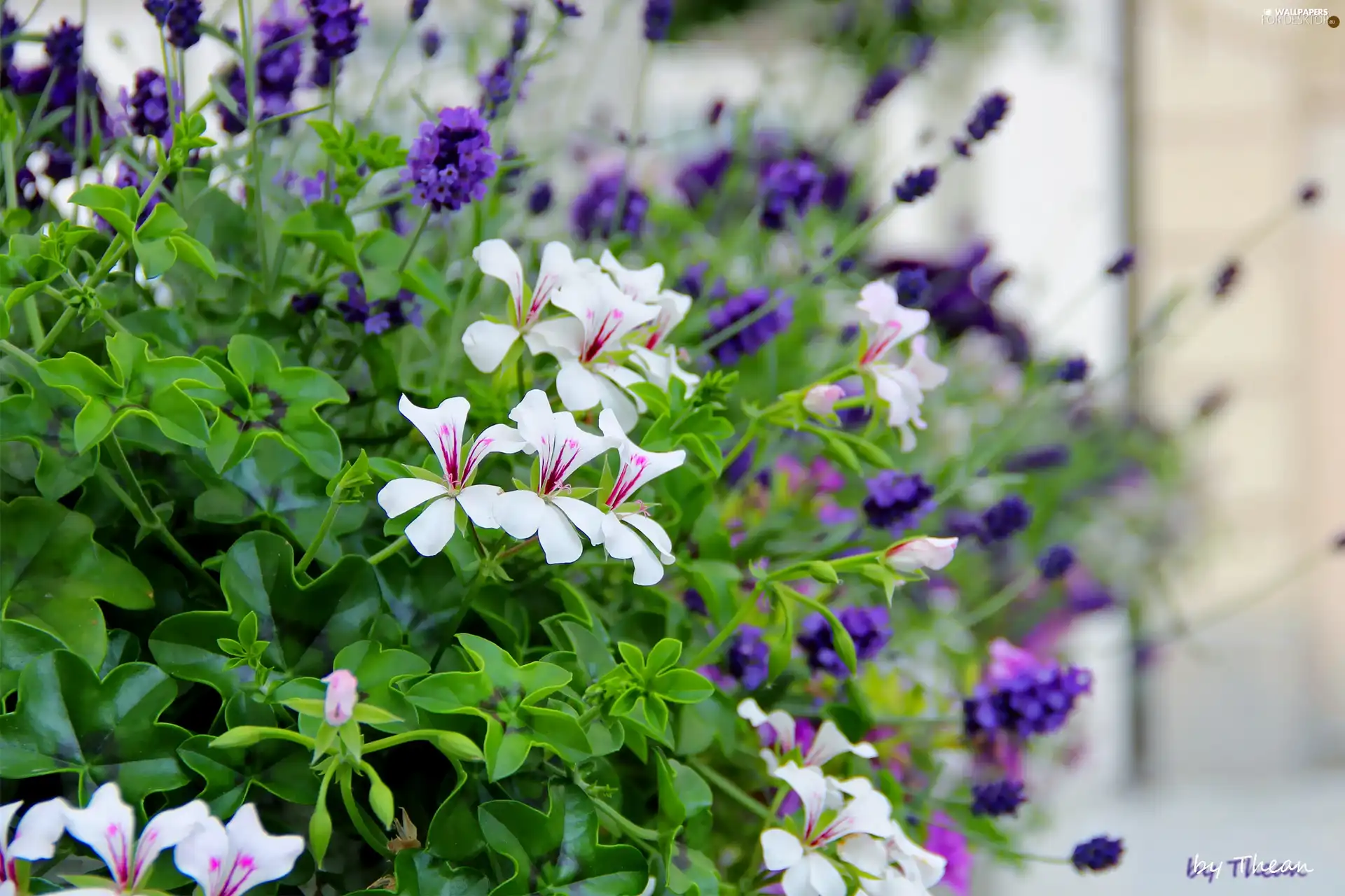 lavender, White, geraniums