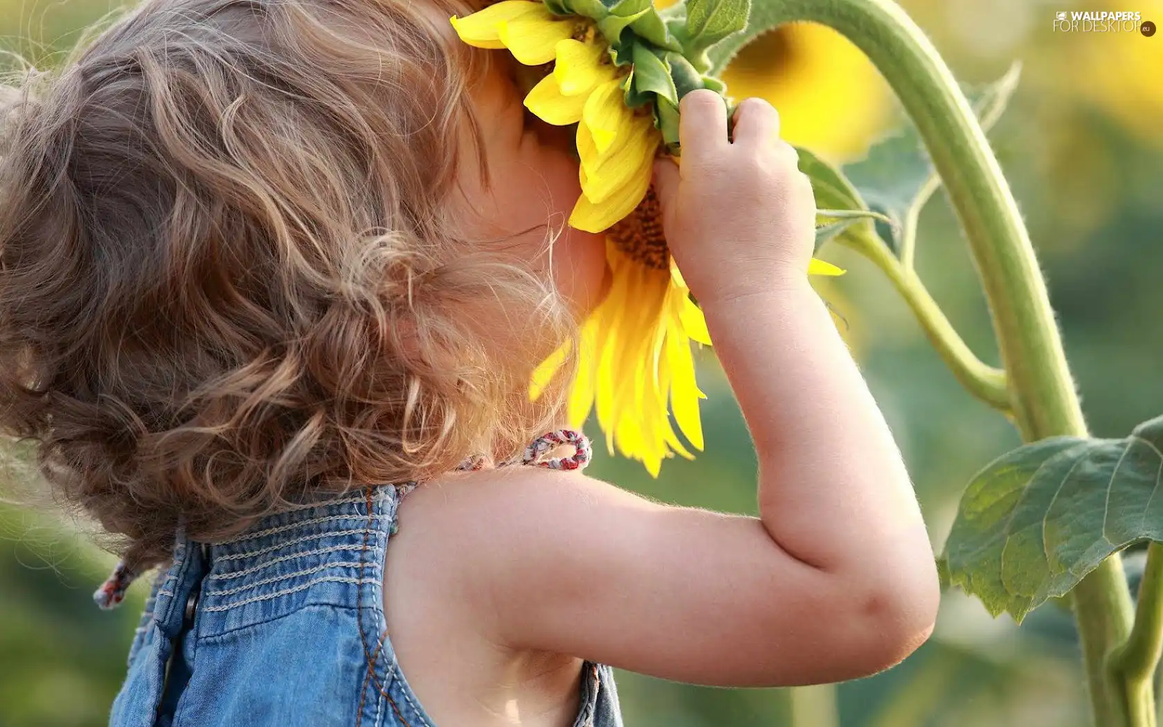 girl, Sunflower, Kid