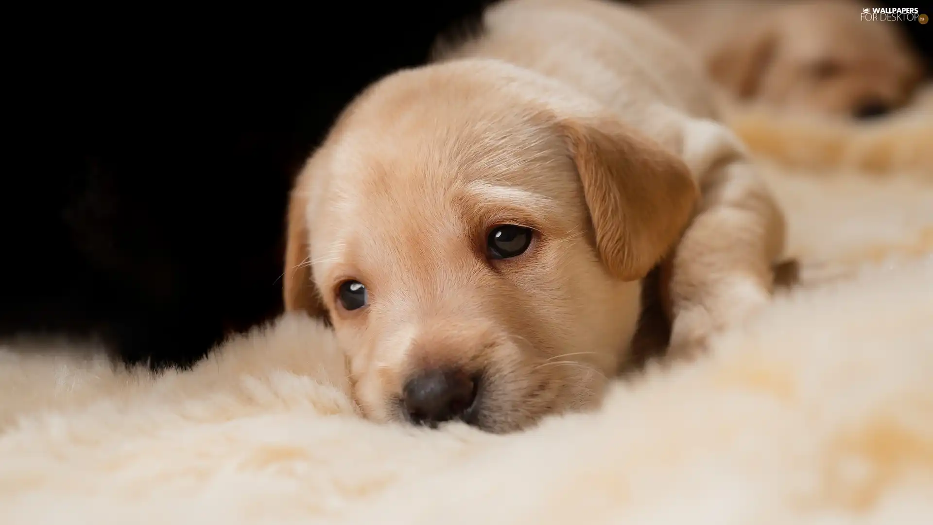 dog, Golden Retriever, Blanket, Puppy