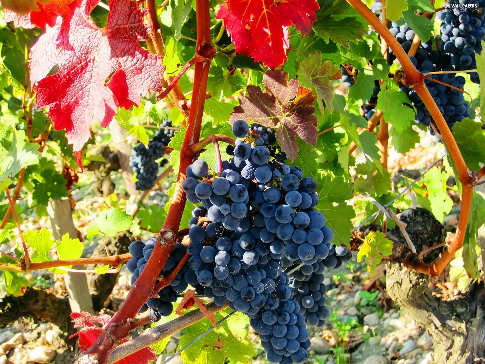 summer, Black, Grapes, grape-vine