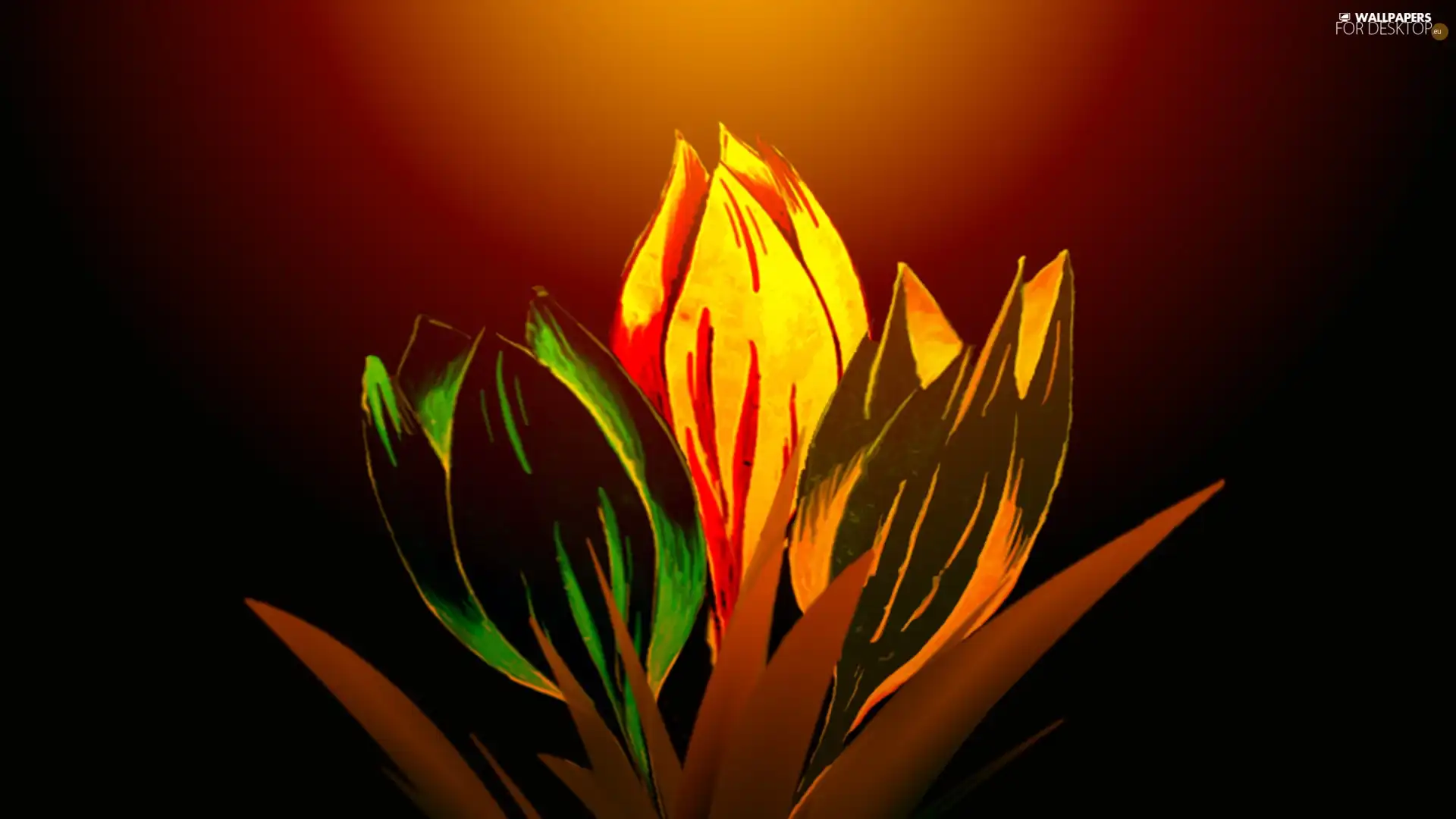 Tulips, graphics