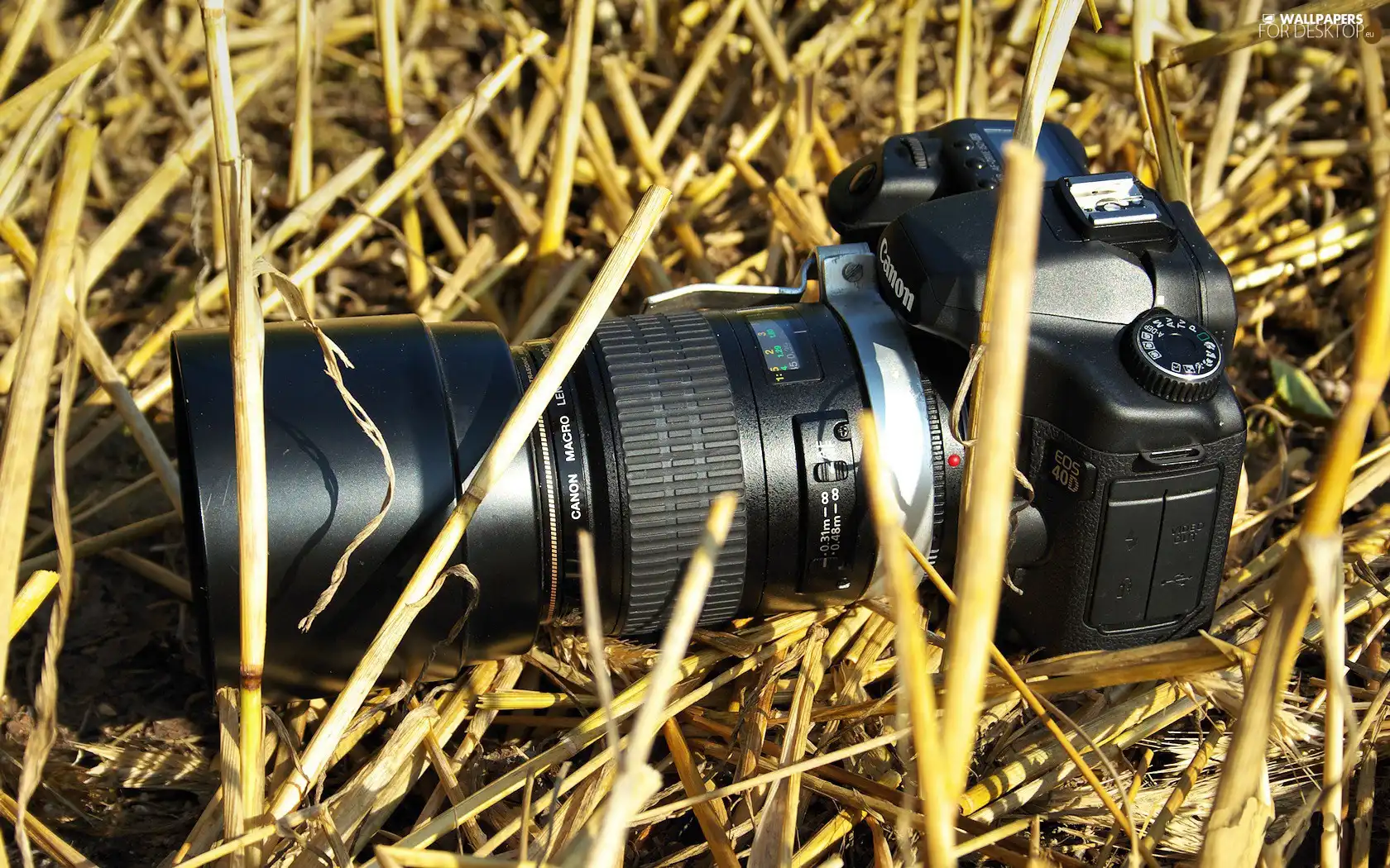 Camera, Eos 40D, grass, Canon