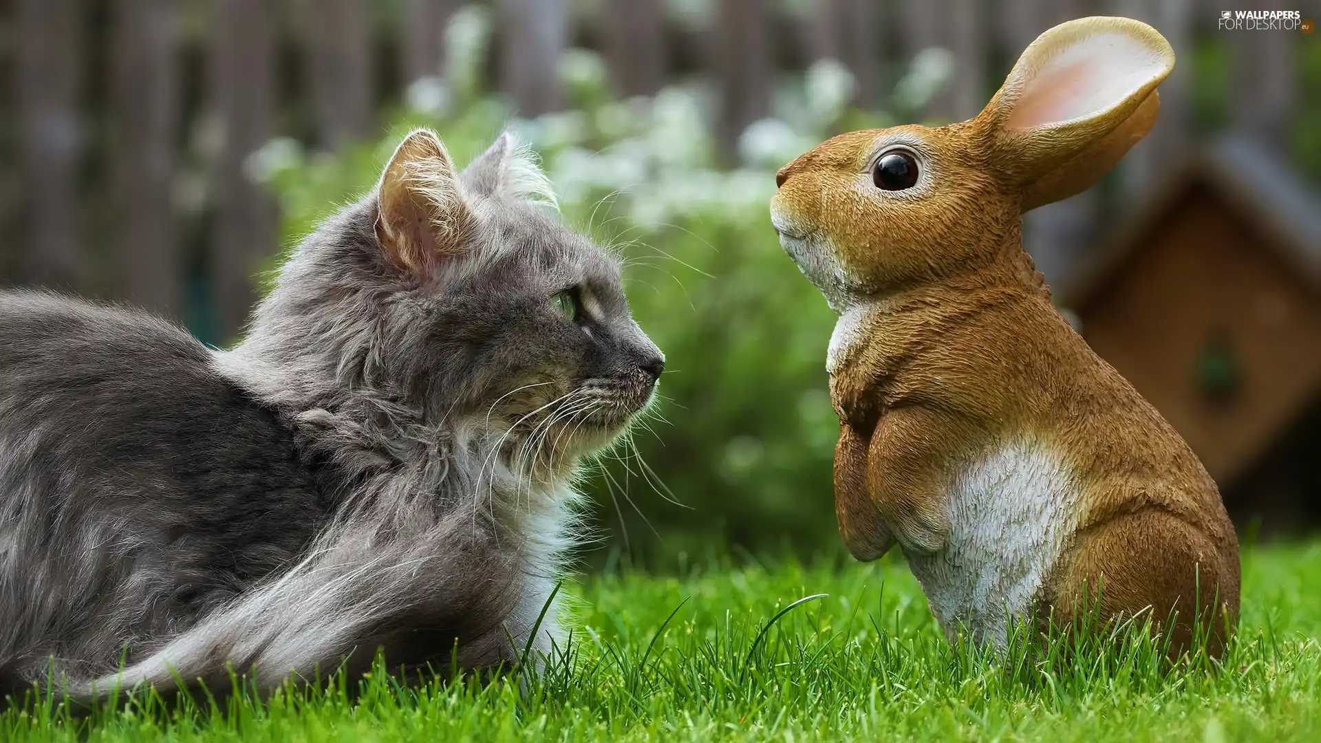 rabbit, grass, cat, figure, Gray