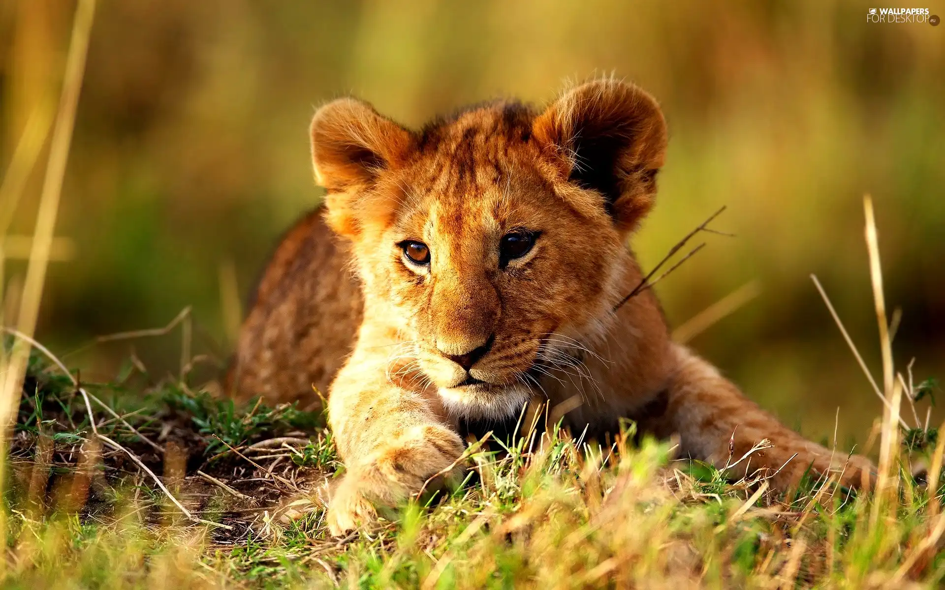 grass, young, lion