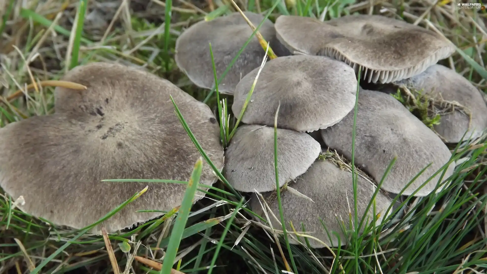 grass, gray, mushrooms