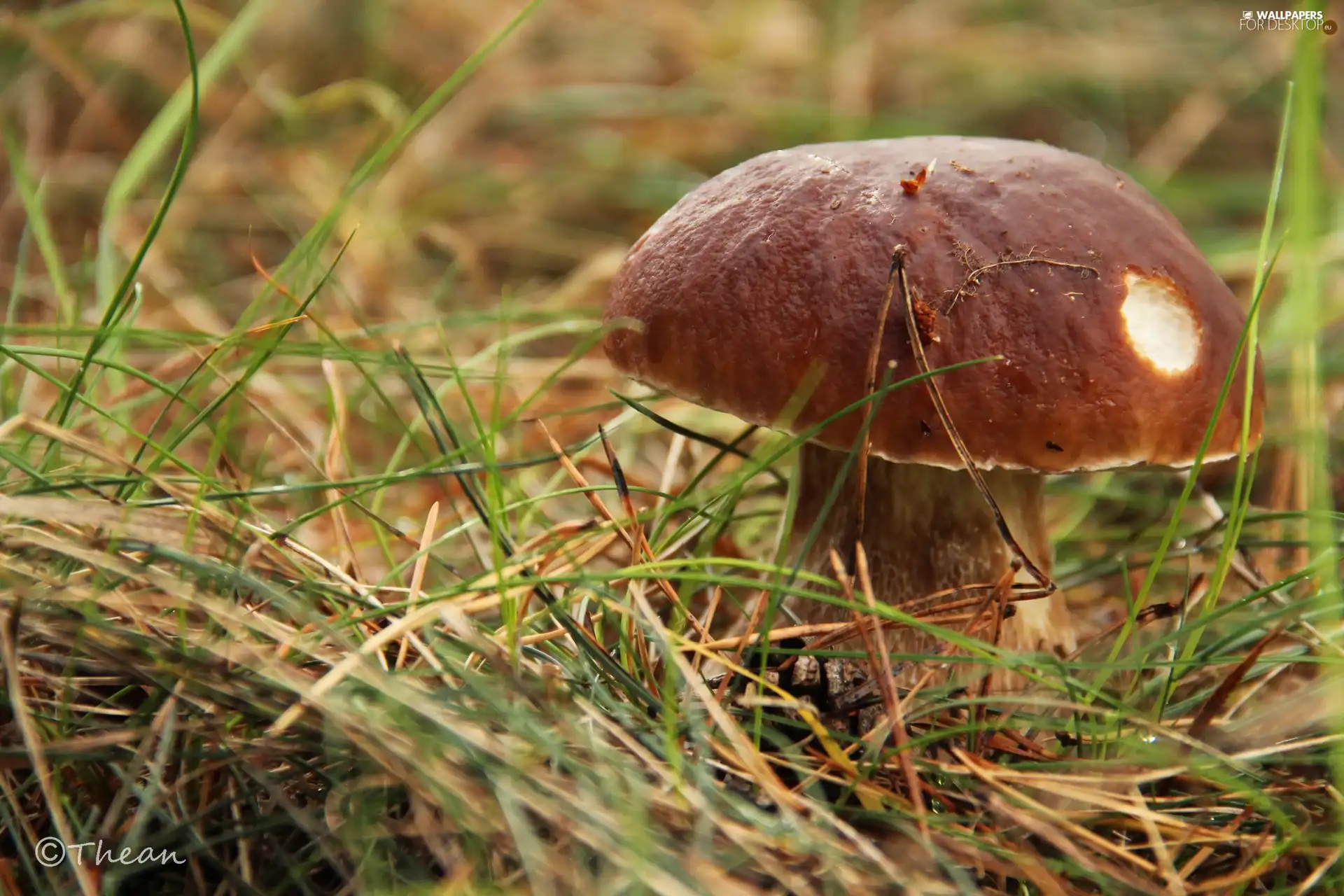 Mushrooms, boletus, grass, Real mushroom