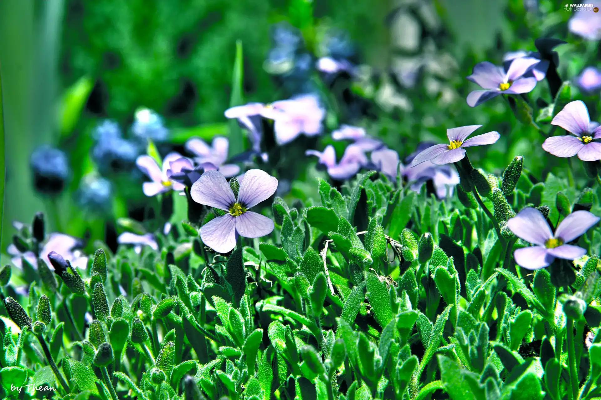 Spring, ##, grass, Flowers
