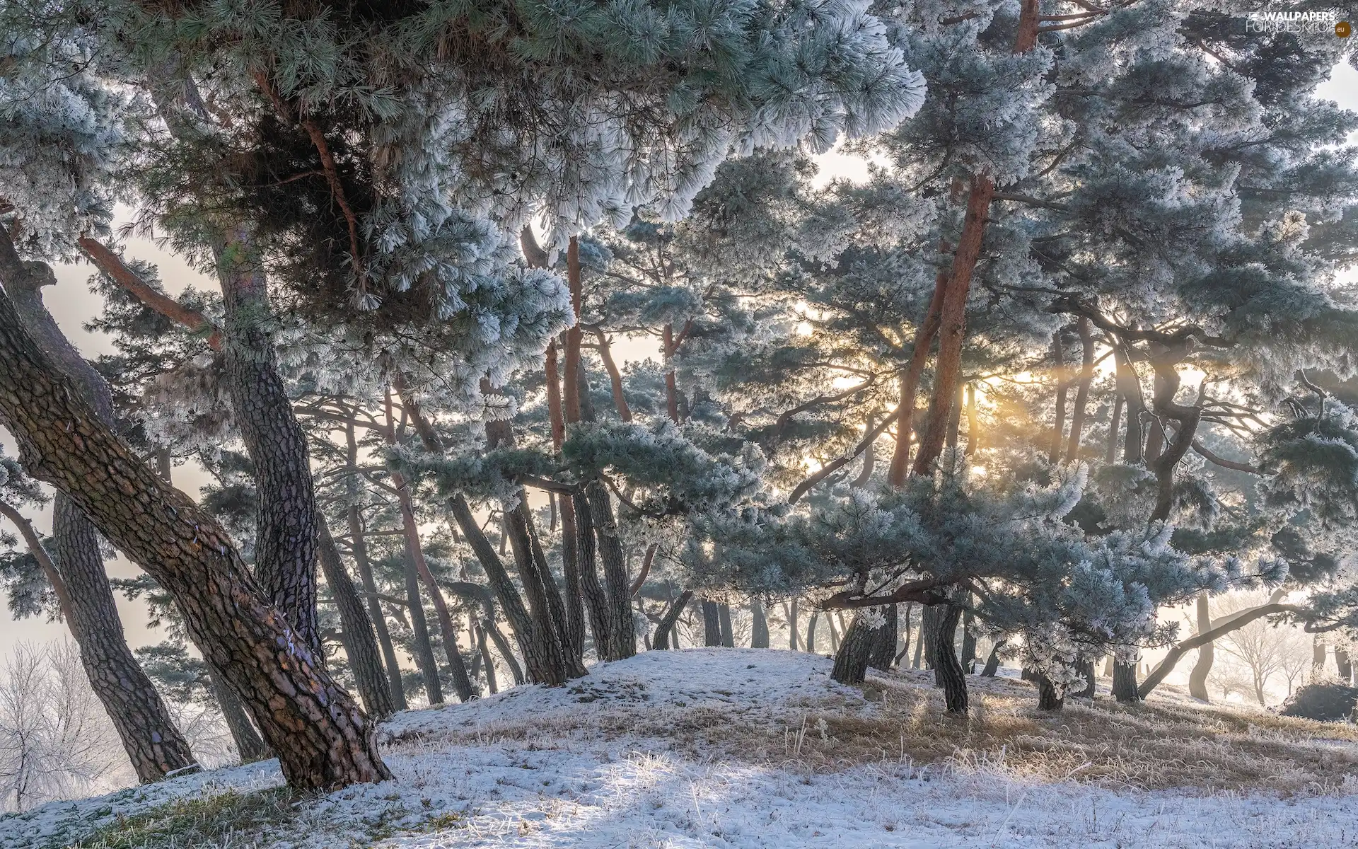 frosty, trees, winter, grass, pine, viewes