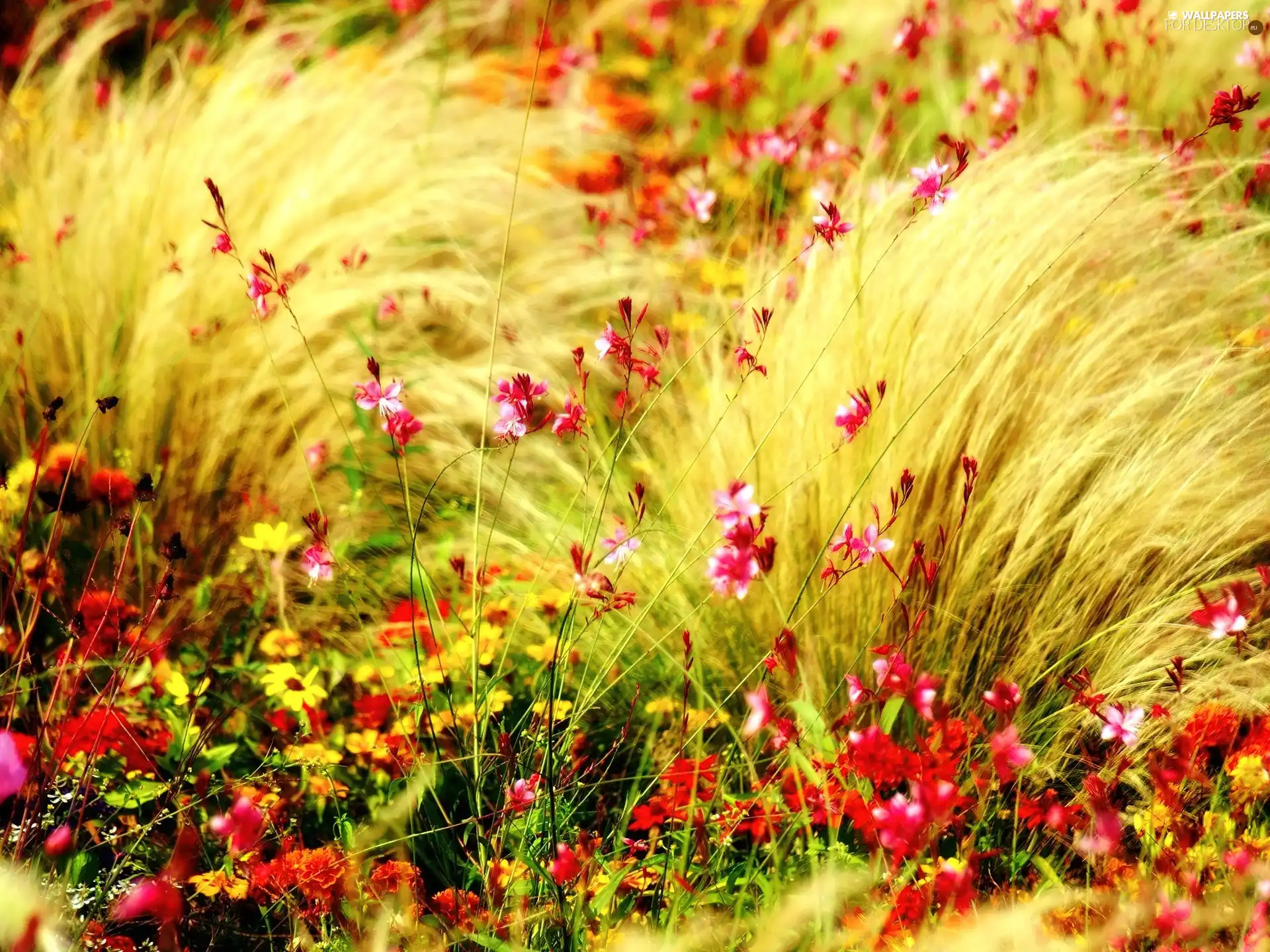 grass, Flowers, Wildflowers