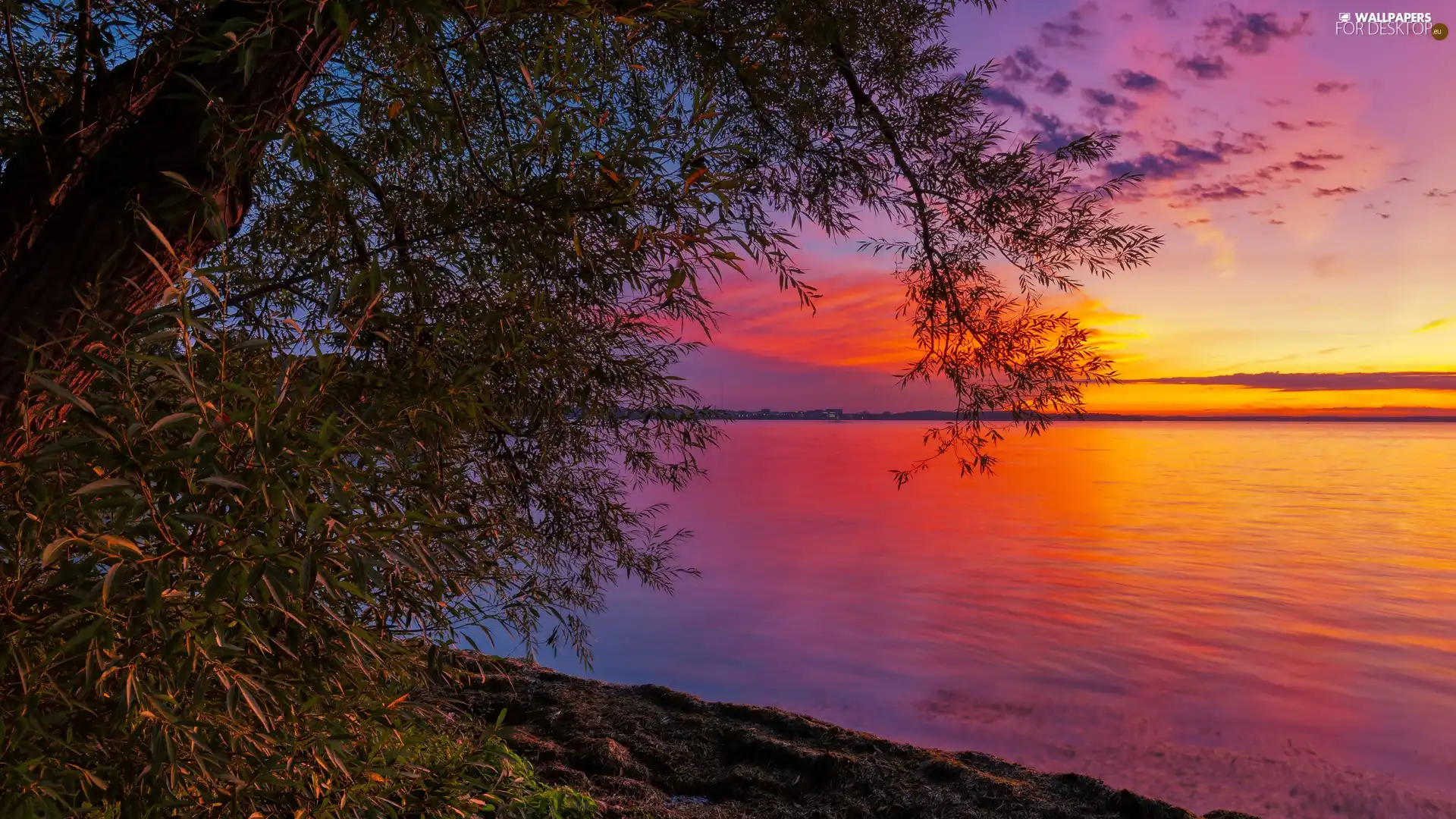 coast, Great Sunsets, trees, lake