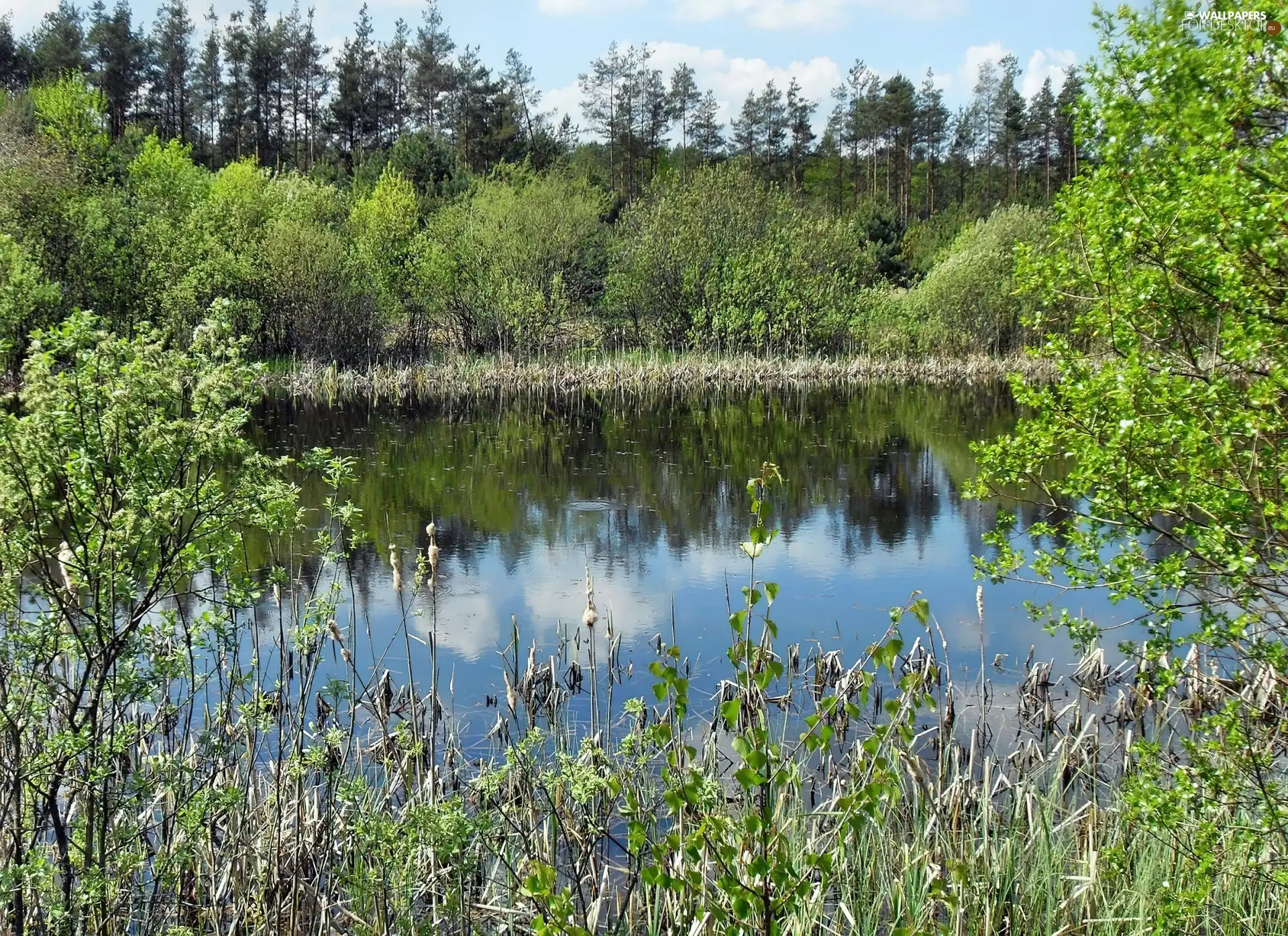 green, Spring, lake