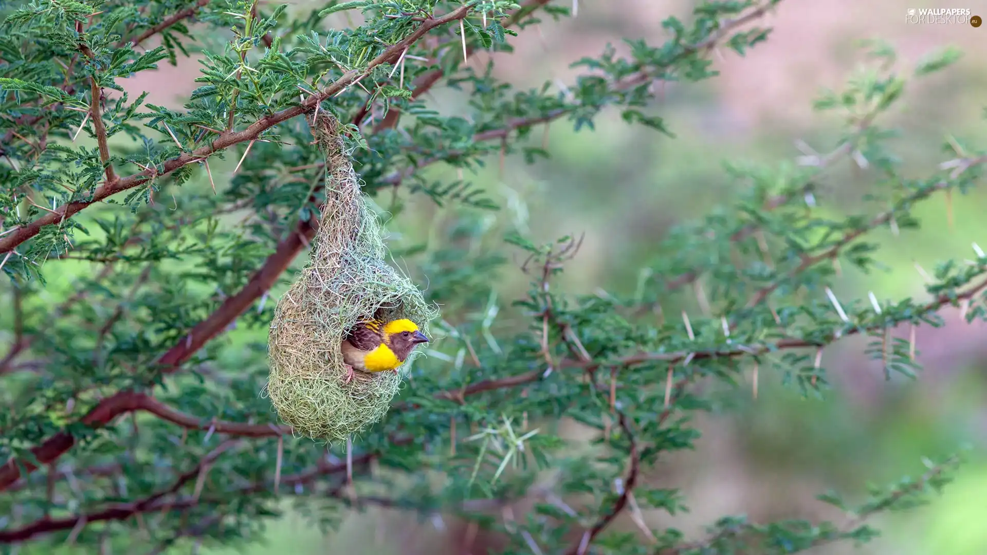 Bird, hanging, nest, weaver gilt
