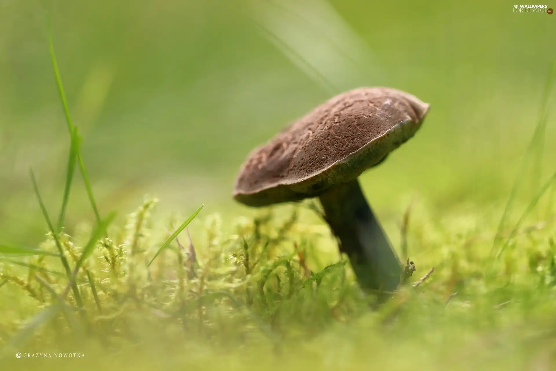 Mushrooms, Moss, Hat, bolete