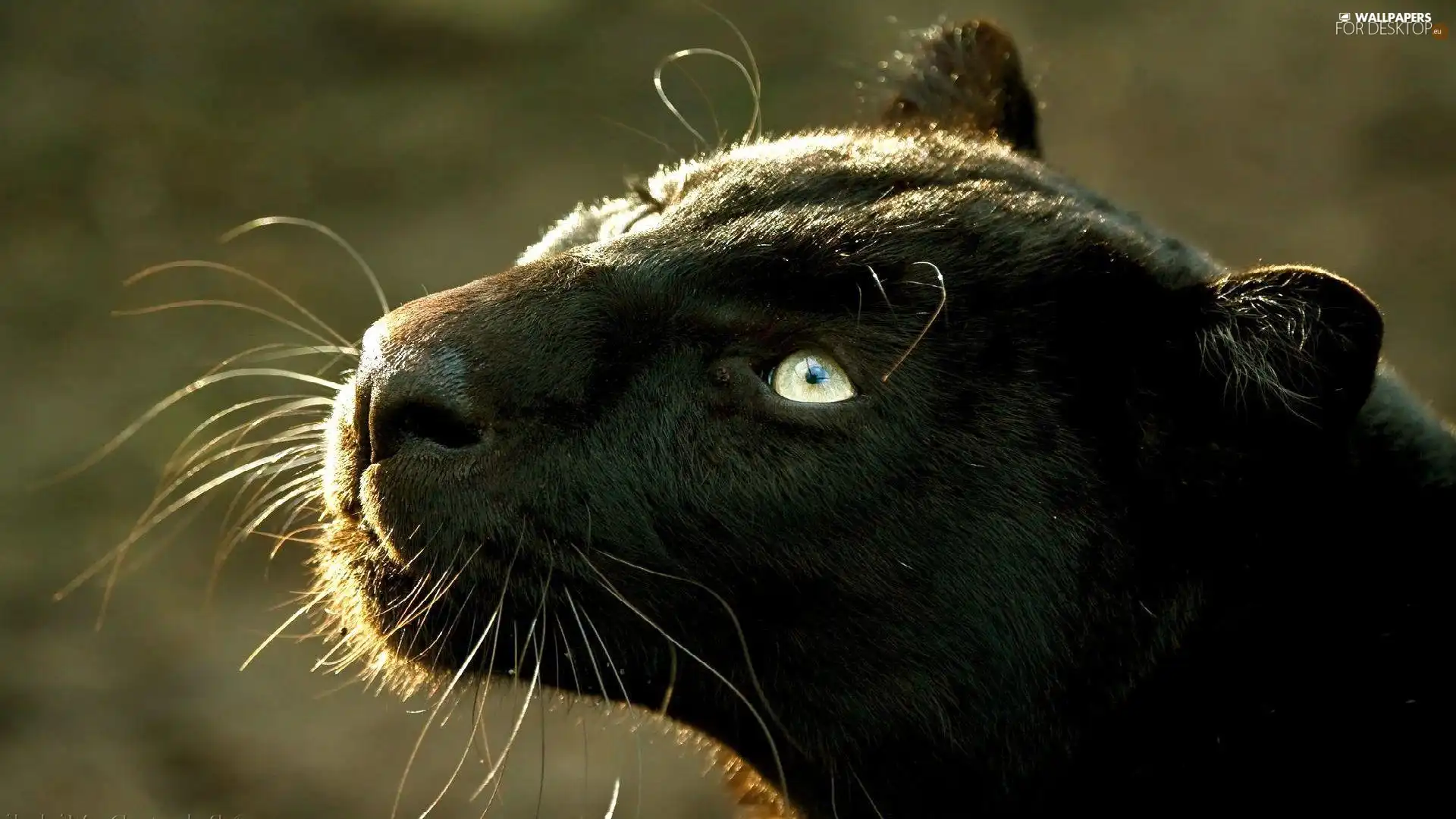 Panther, Head