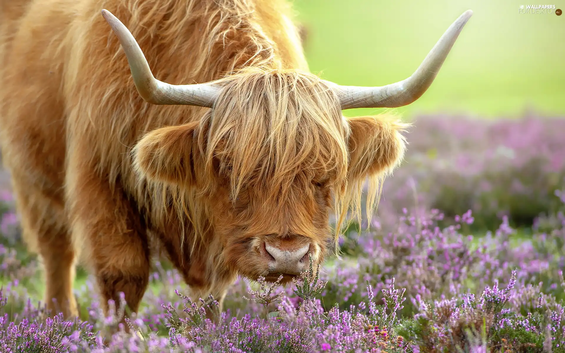 Highland, Cow, horns, heather, bent, Scottish Breed