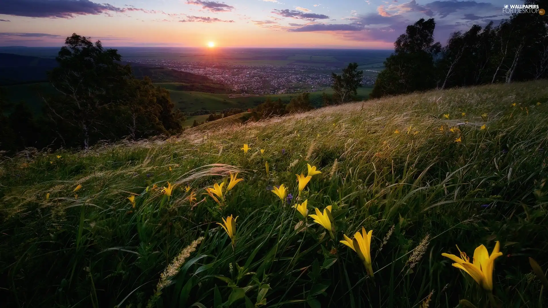 Sunrise, Flowers, The Hills, Houses, Meadow, lilies