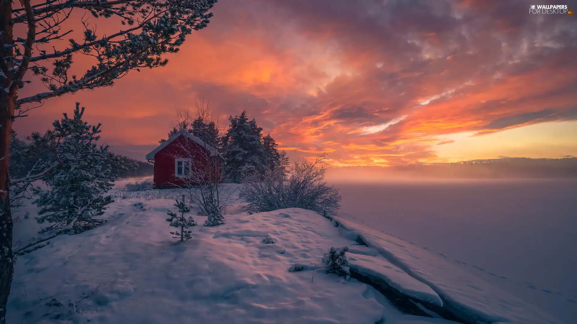 trees, Red, Ringerike, Home, winter, viewes, Norway