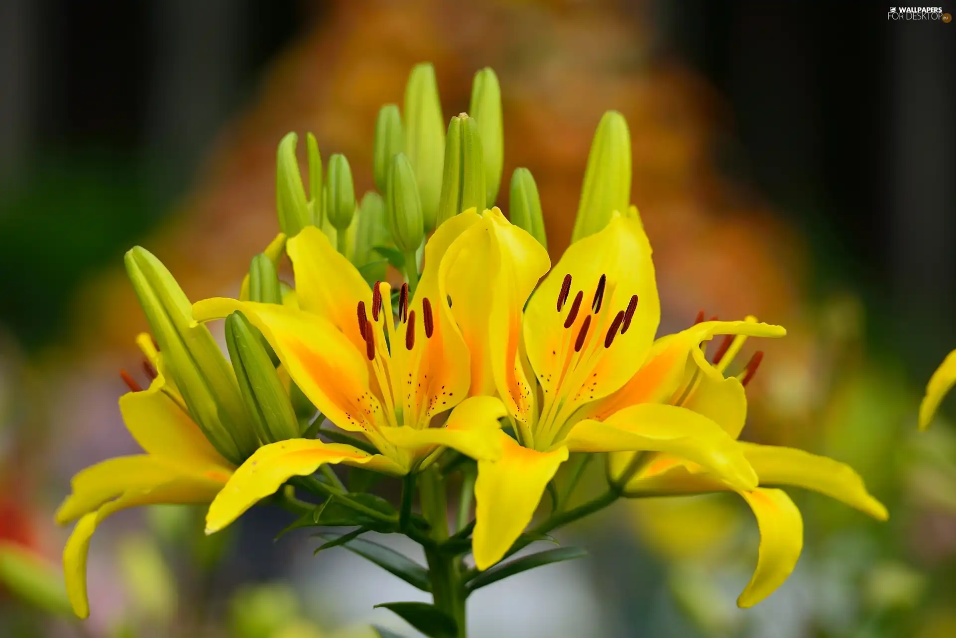 Lily, Yellow Honda