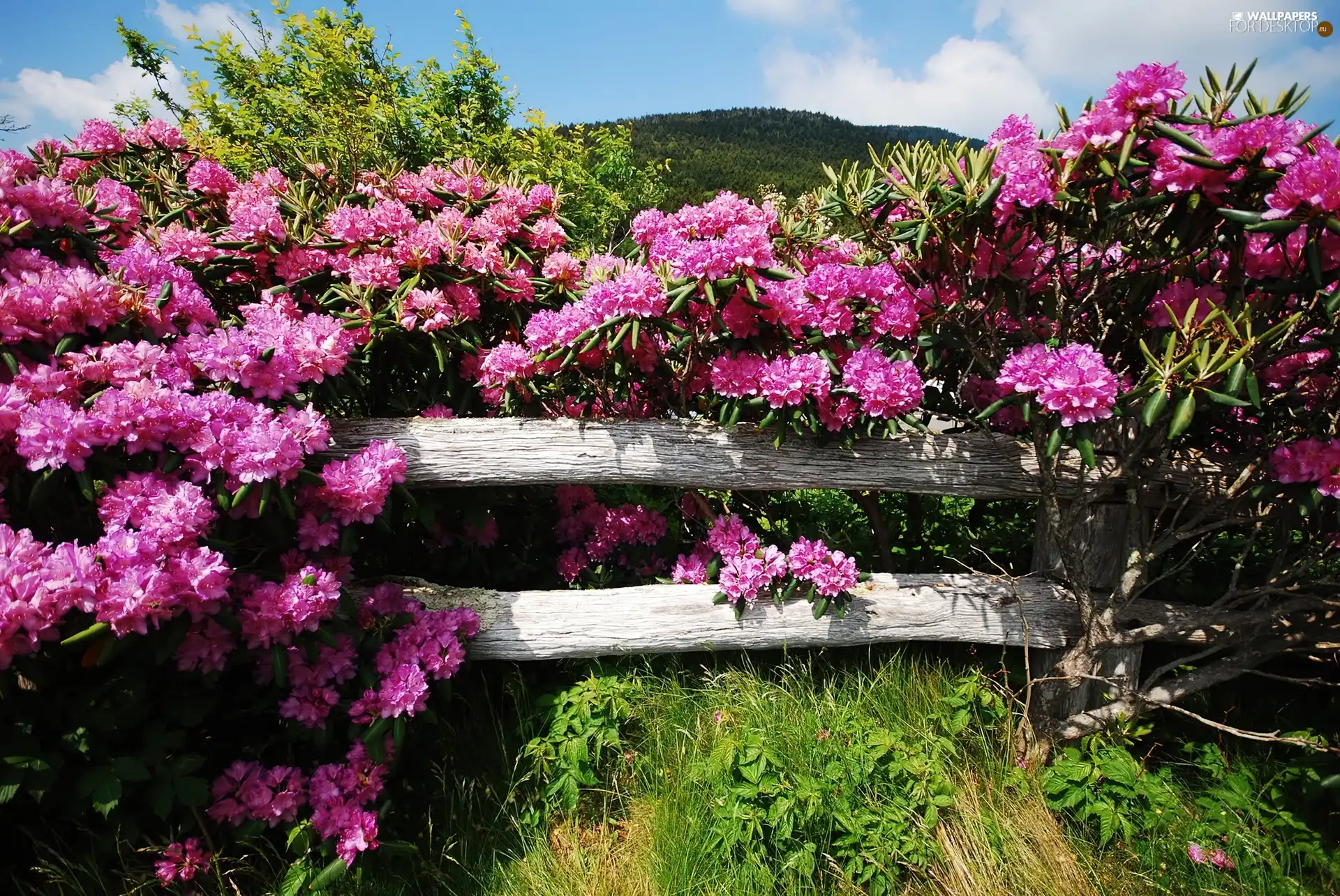 Hurdle, rhododendron