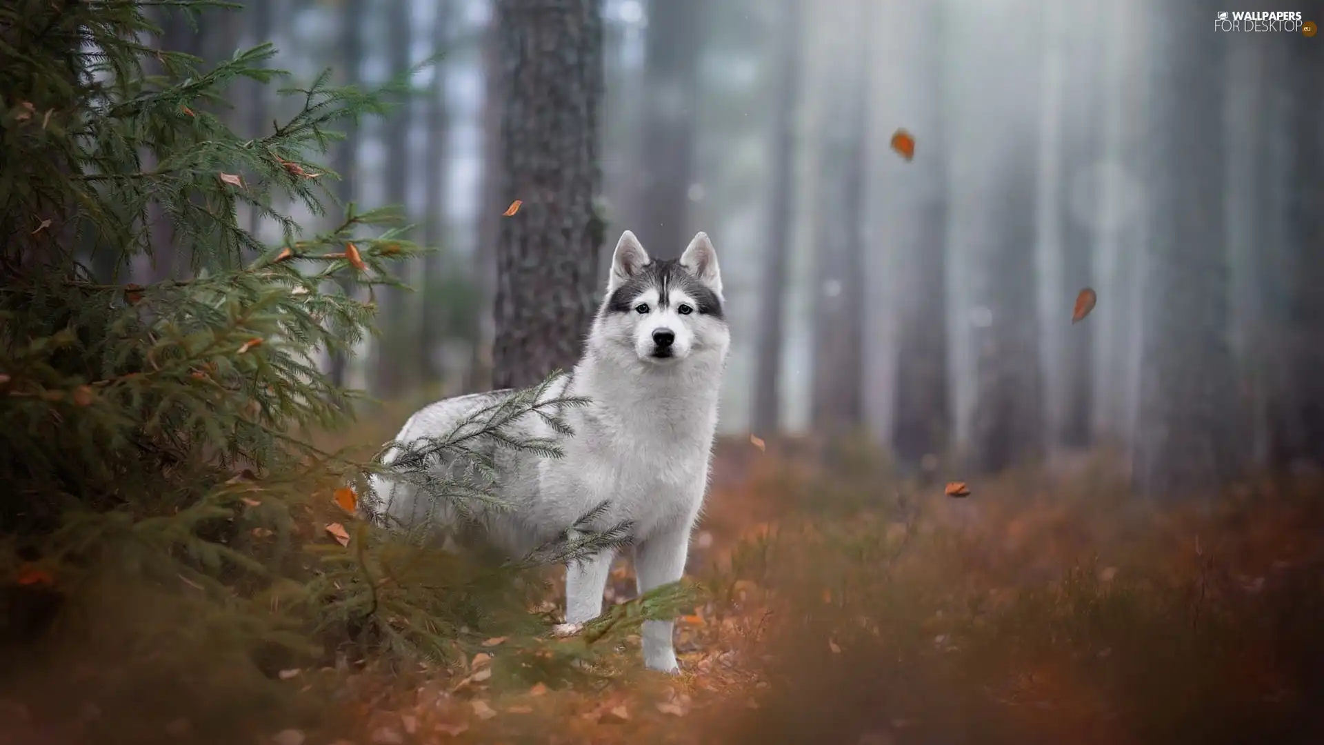 trees, viewes, Siberian Husky, forest, dog