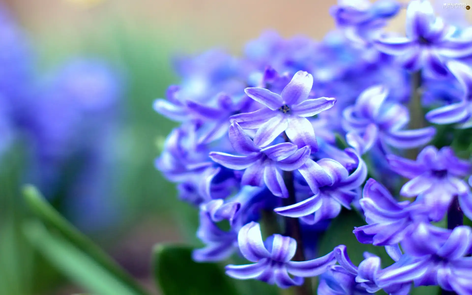 Colourfull Flowers, blue, hyacinth