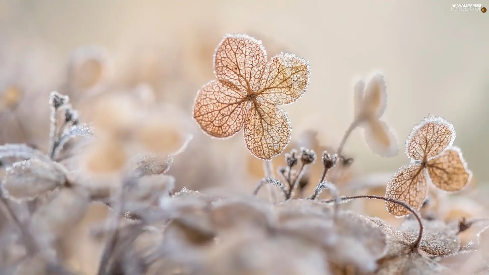 hydrangea, frosty, Flowers